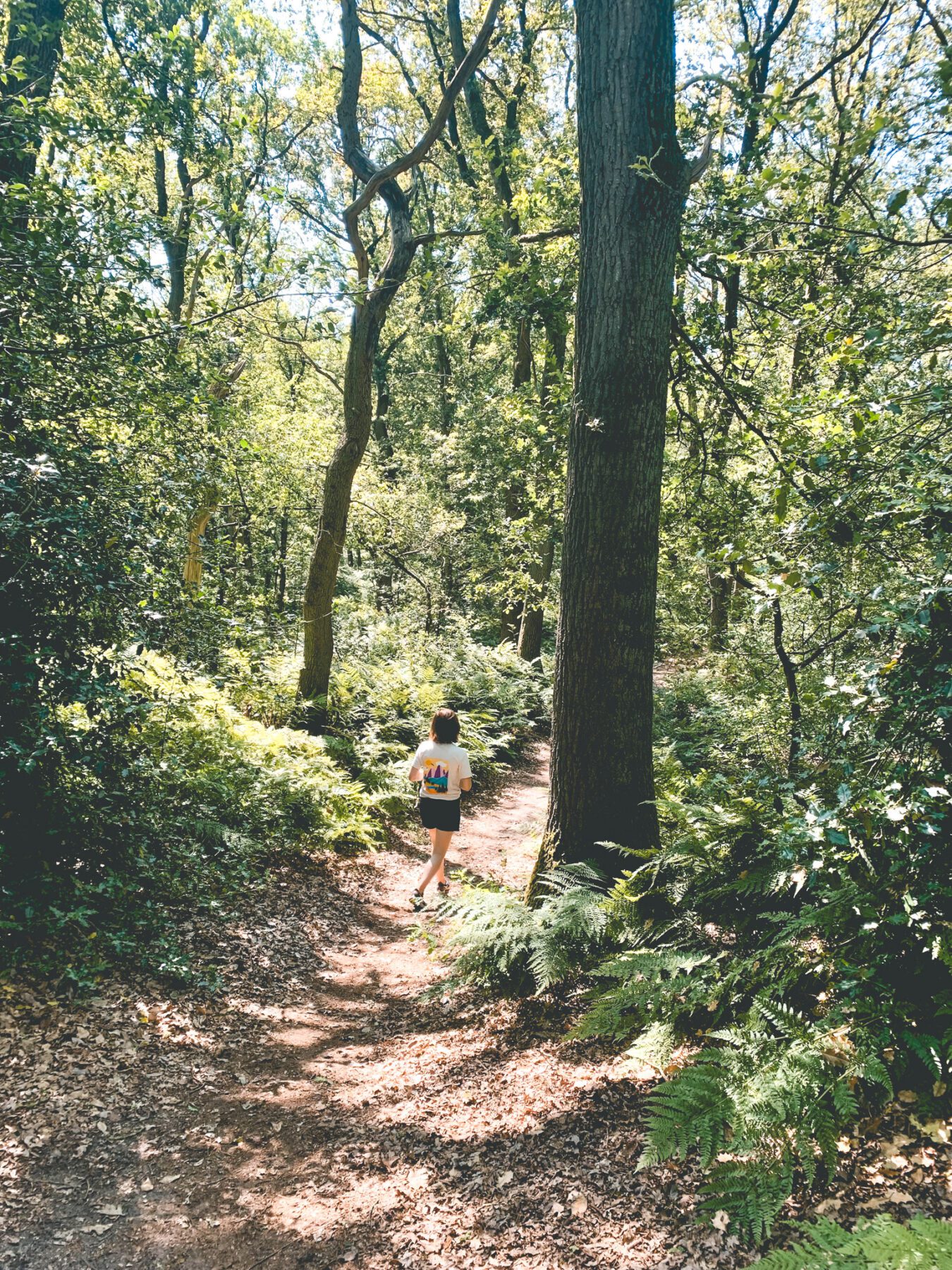 wandelen in de buurt van camping De Roos in Overijssel