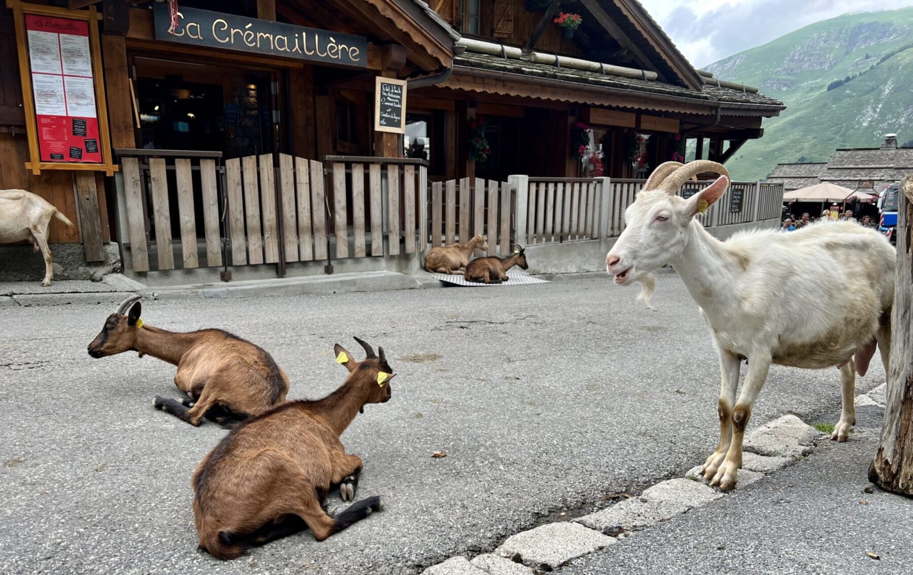 geiten op de weg in lindarets