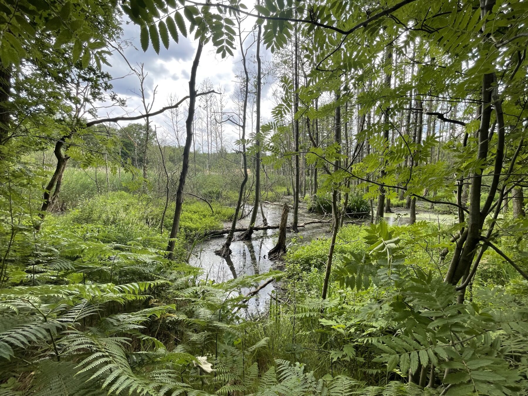 De jungle van Hoge Kempen