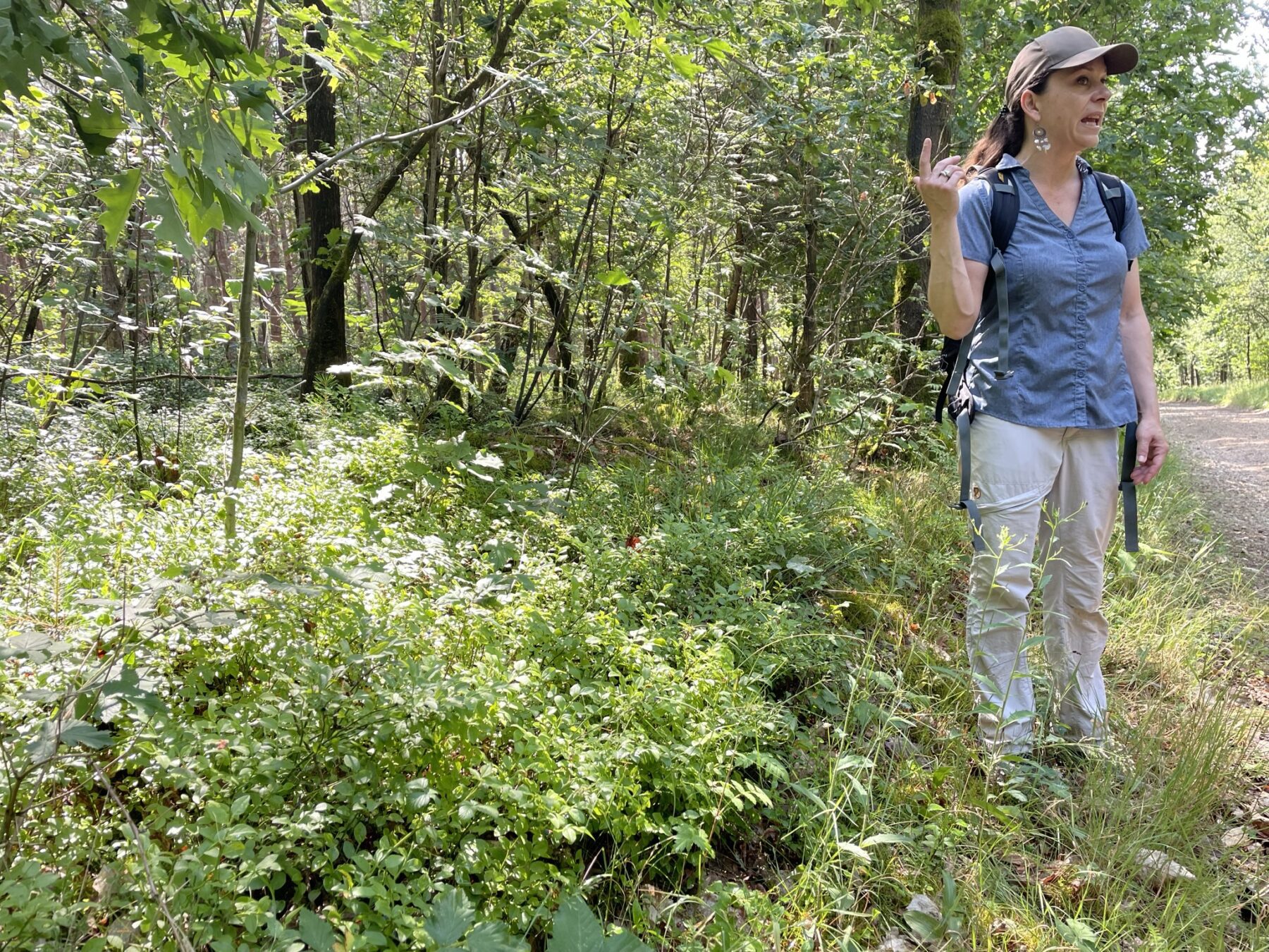 Hoge Kempen ranger geeft uitleg over planten