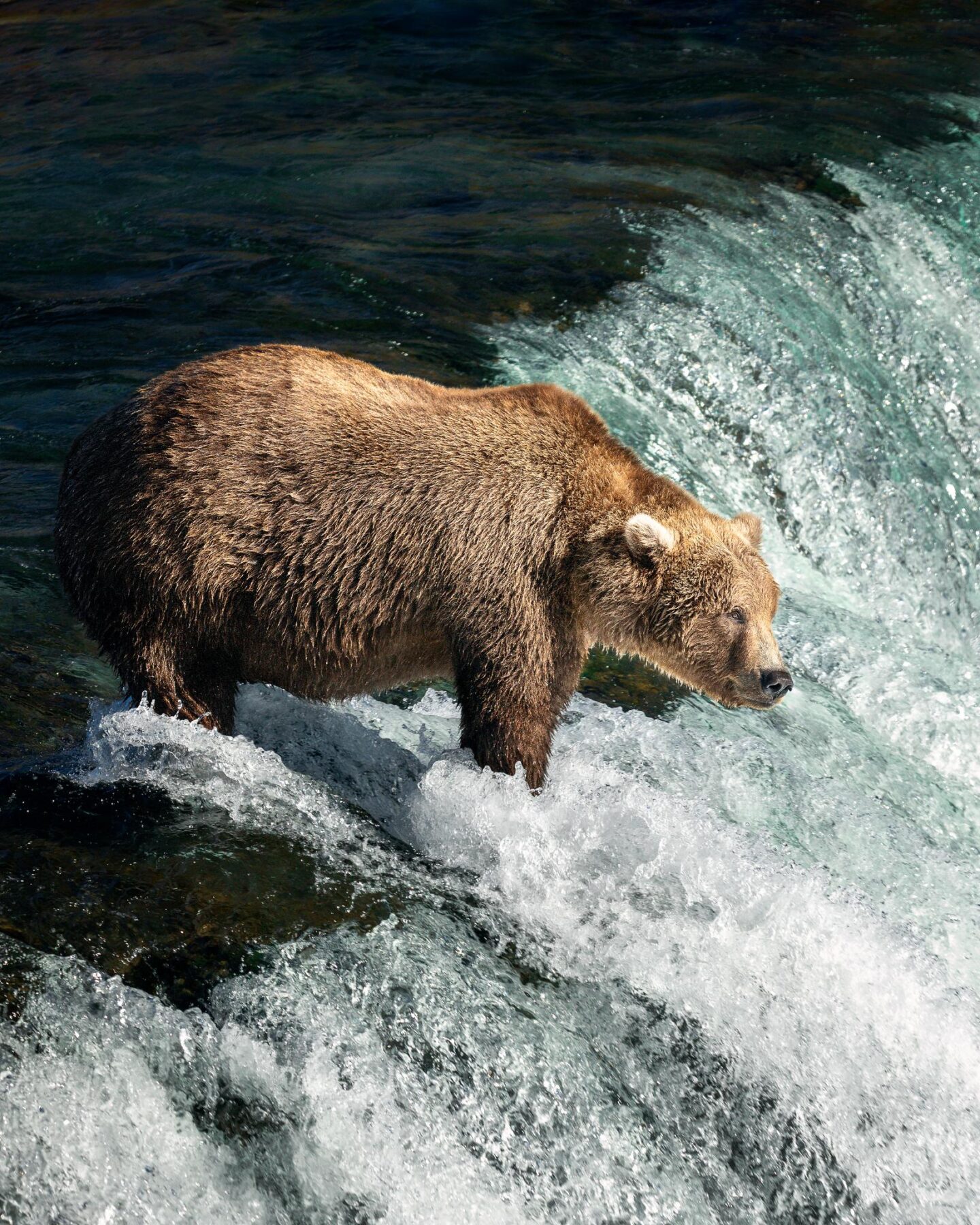 Minder bekende plekken in Amerika beer in Alaska