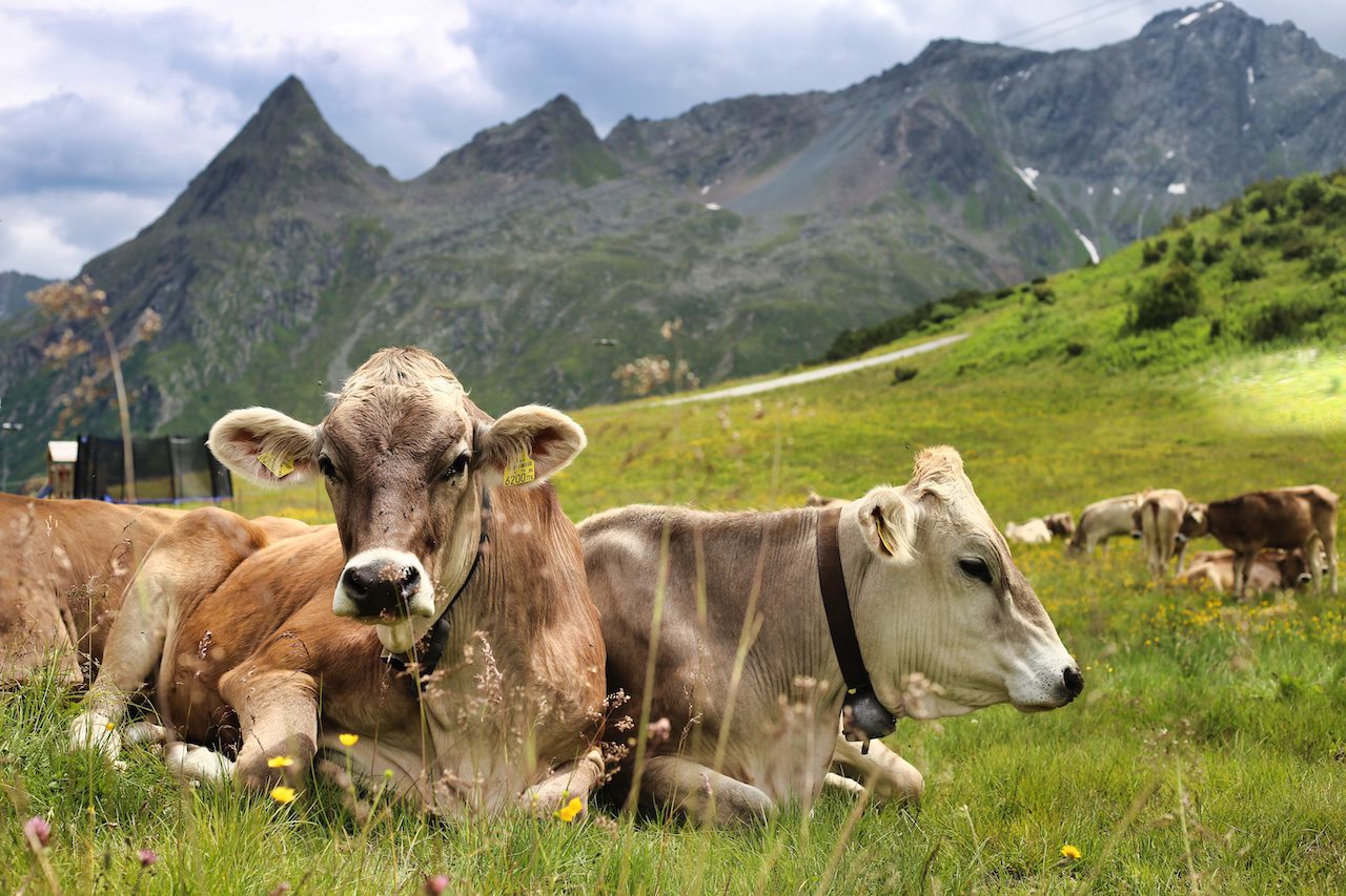 Iconische koeien tijdens een bike & climb in Ischgl