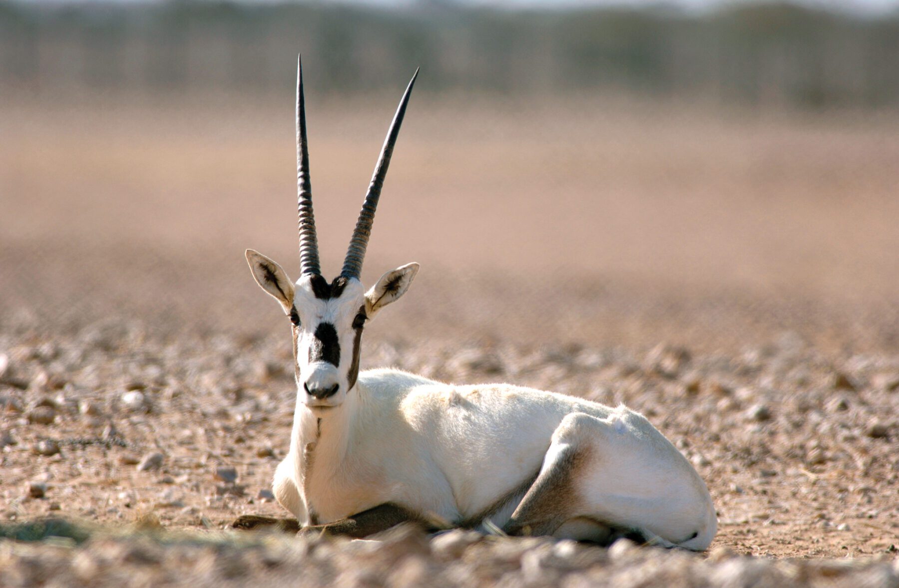 Wilde dieren die je tegen kan komen tijdens Wildkamperen in Oman