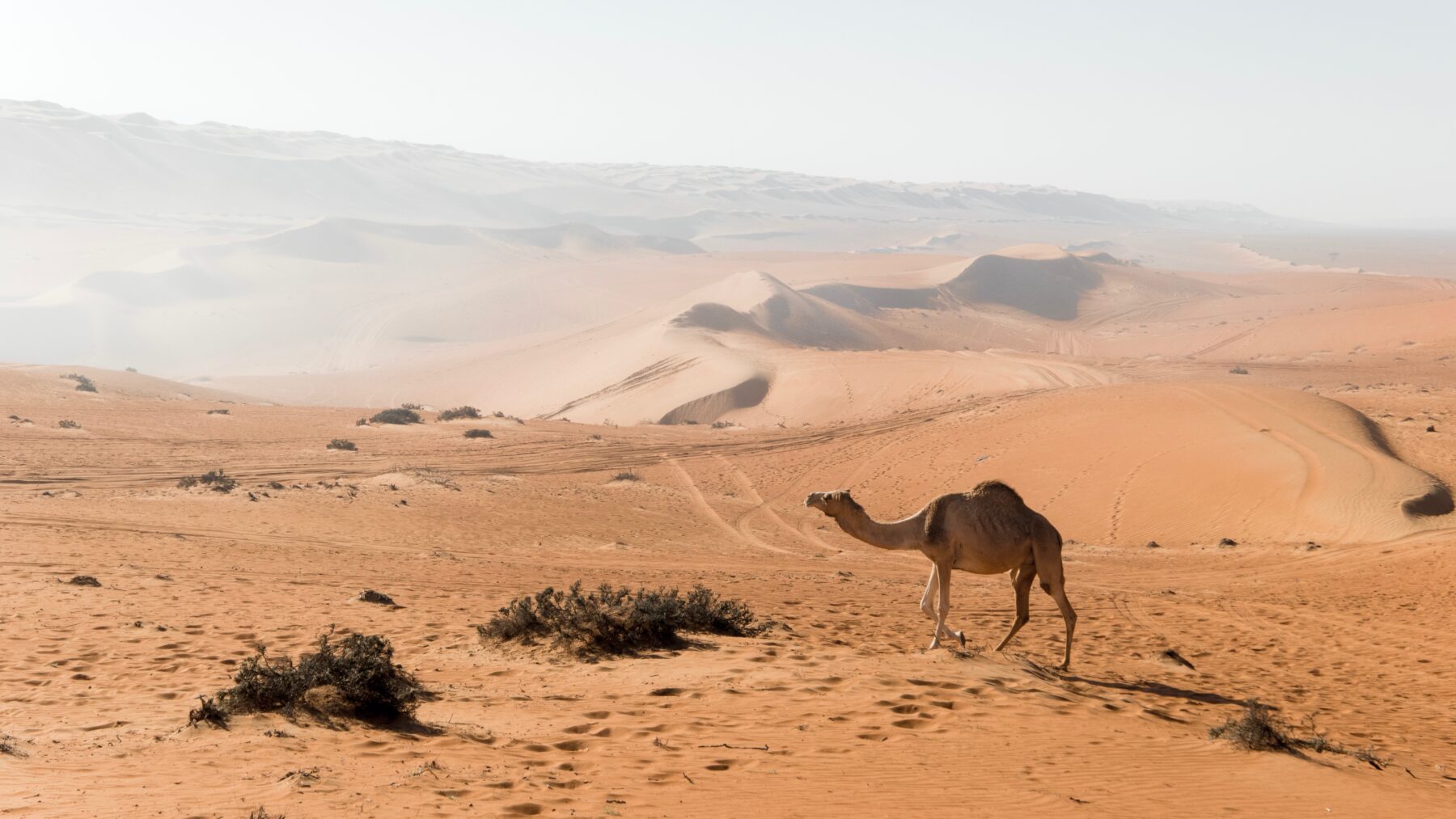 Onvergetelijke ervaringen tijdens wildkamperen in Oman