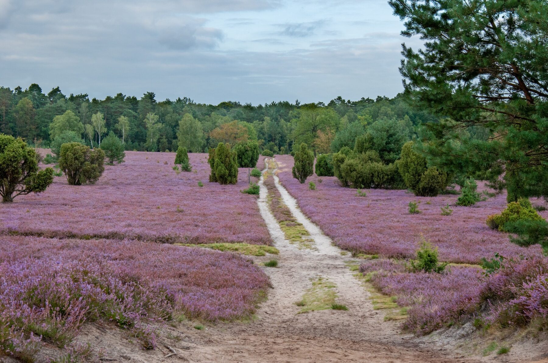 paarse heide