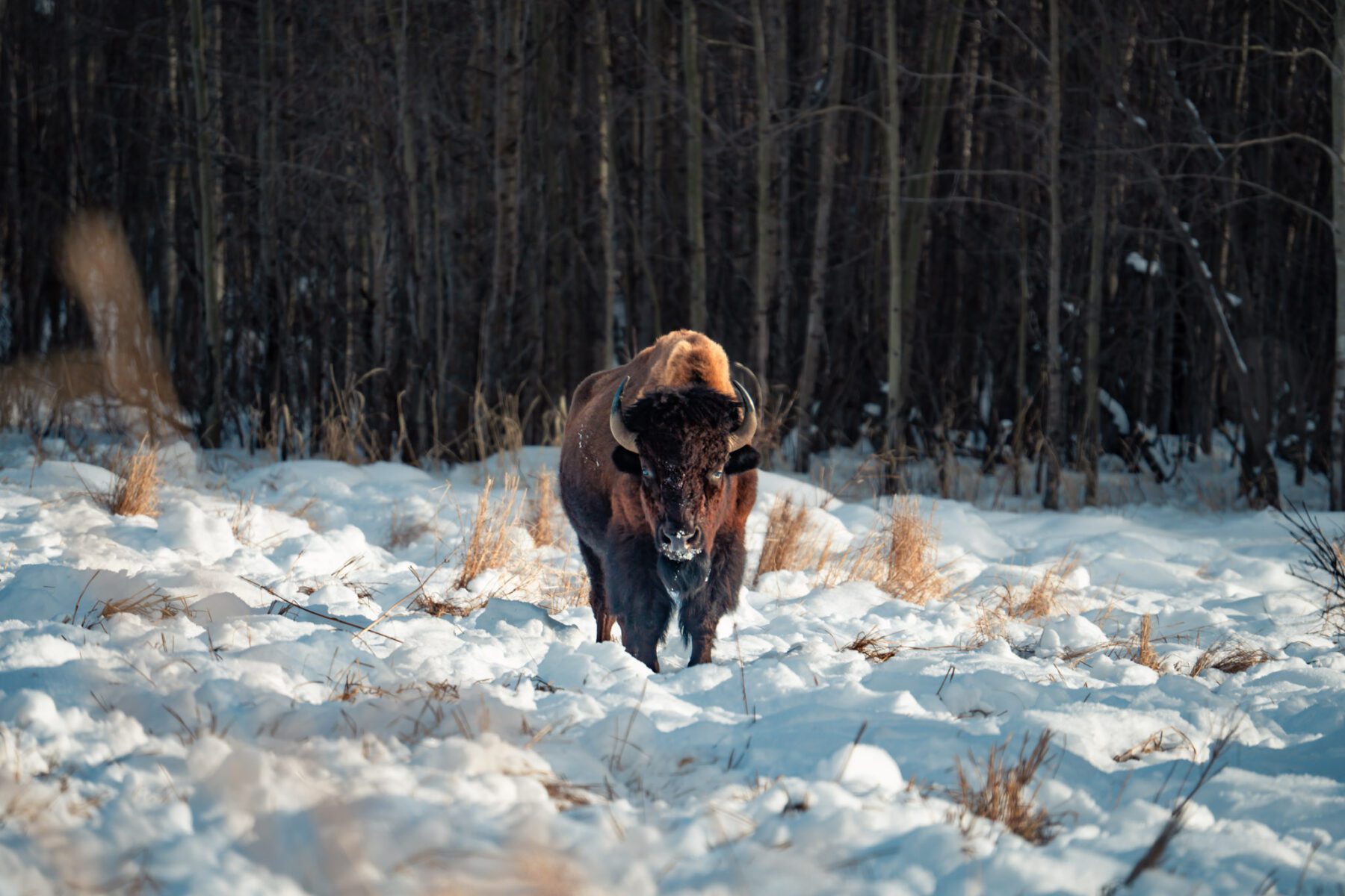 Elk Island National Park in Alberta in de winter