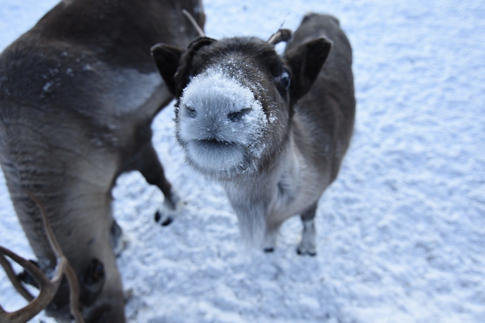 Rendieren in Lapland in de winter