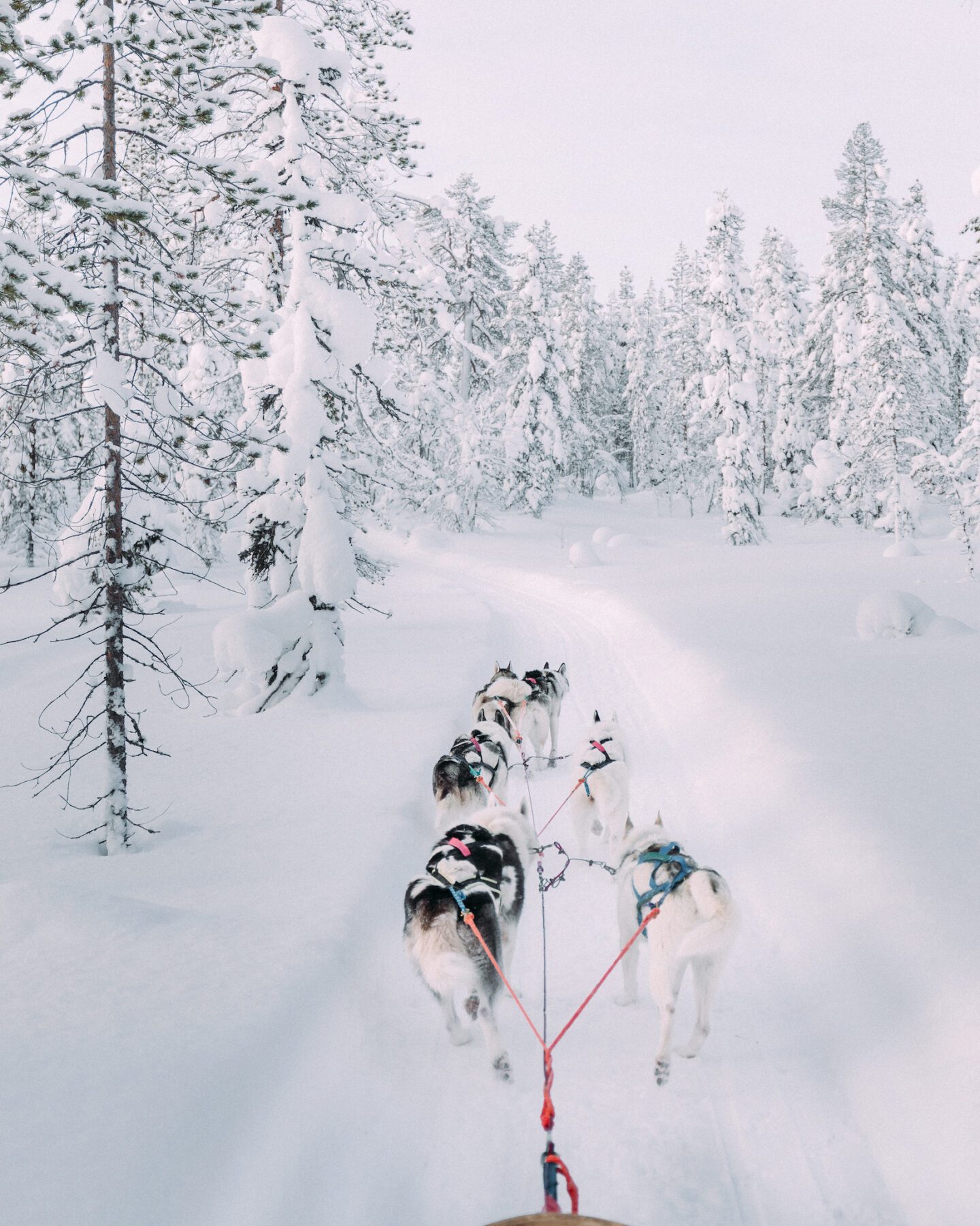 Lapland in de winter