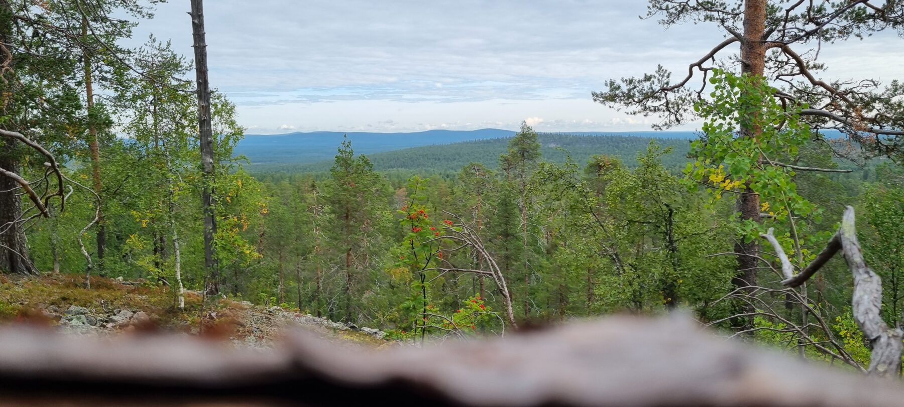 De uitgestrekte bossen van Fins Lapland
