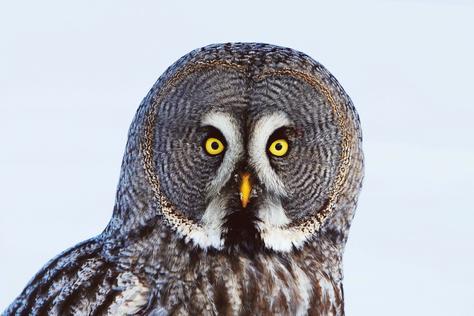 De Laplanduil is een prachtige verschijning in de wildernis