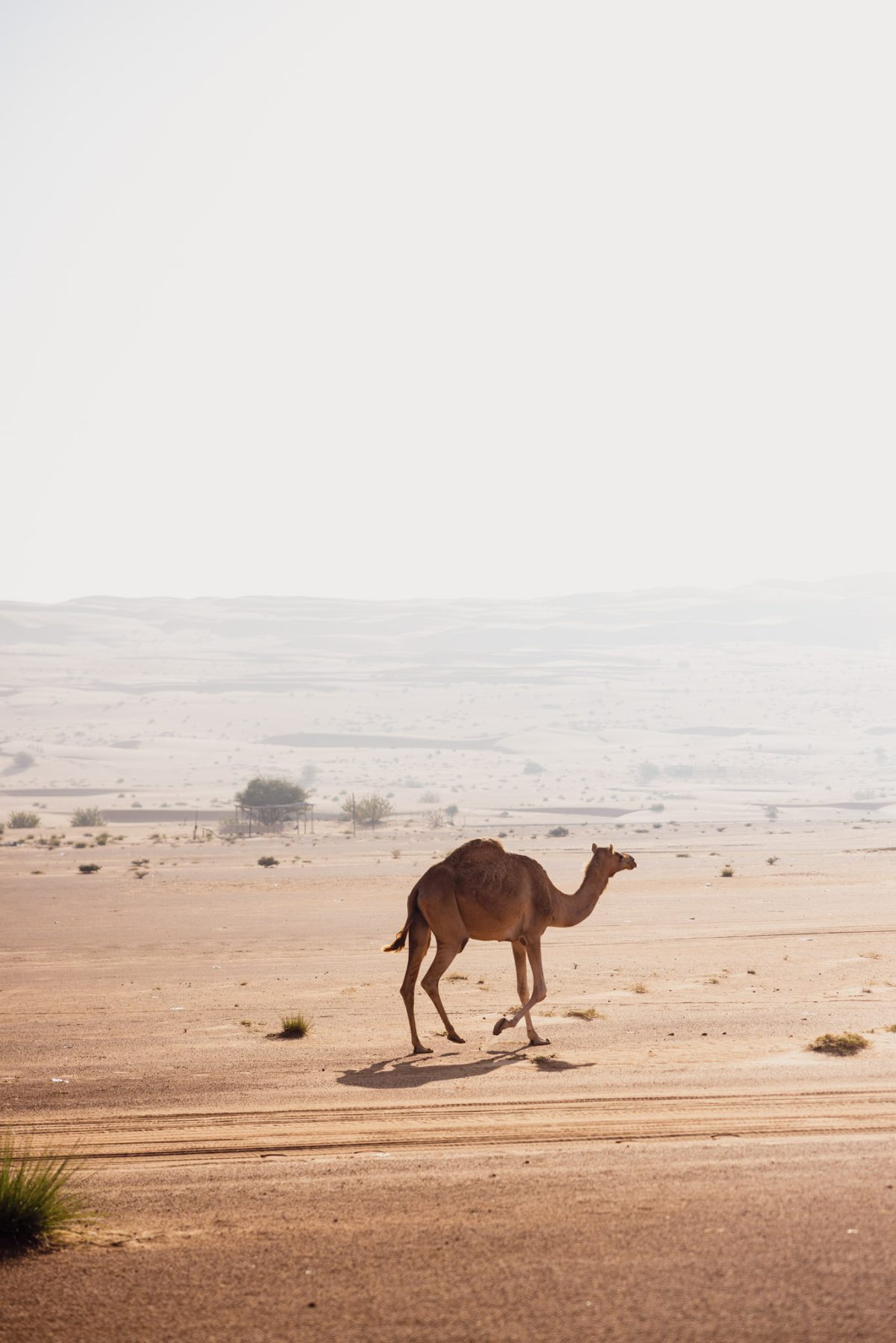 Rondreis door Oman wildkamperen in Wahiba Sands Dromedaris