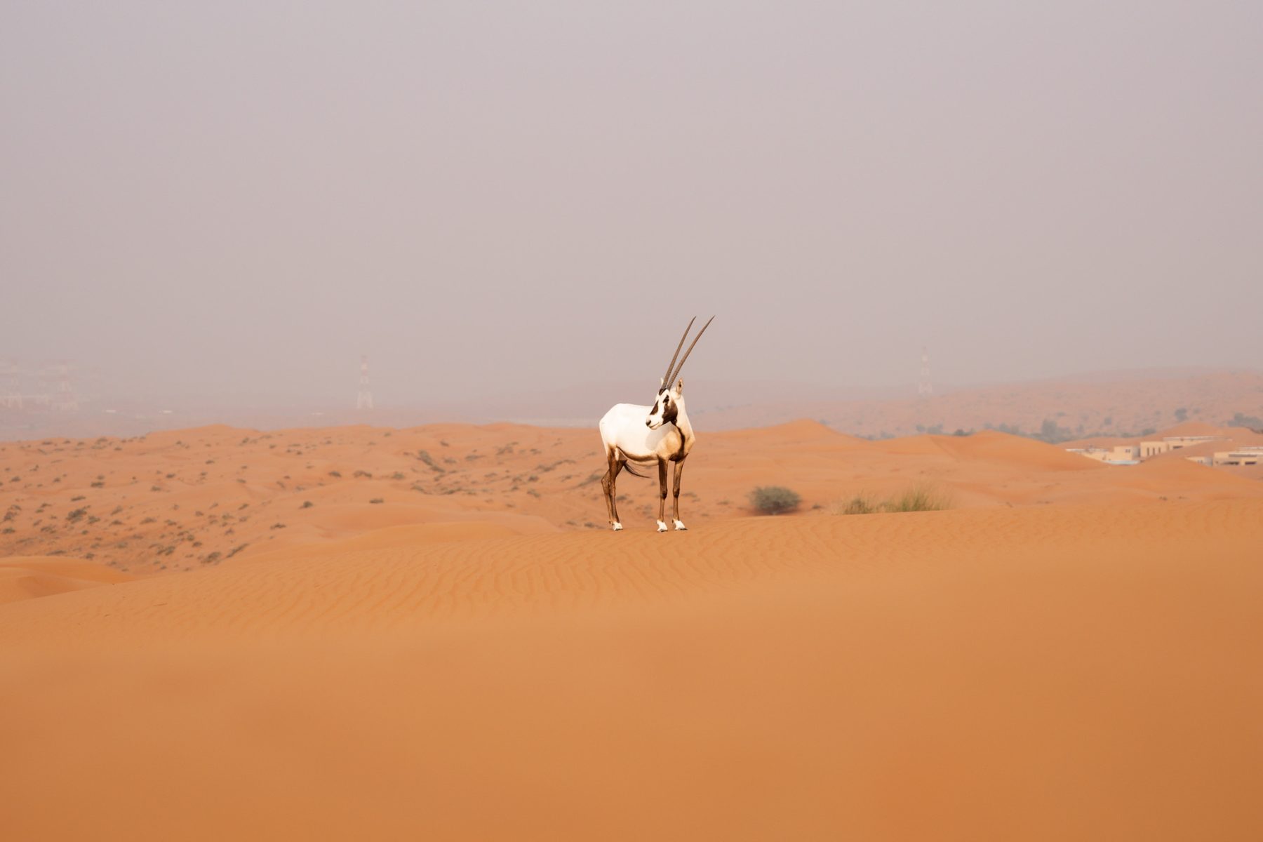 Arabian oryx