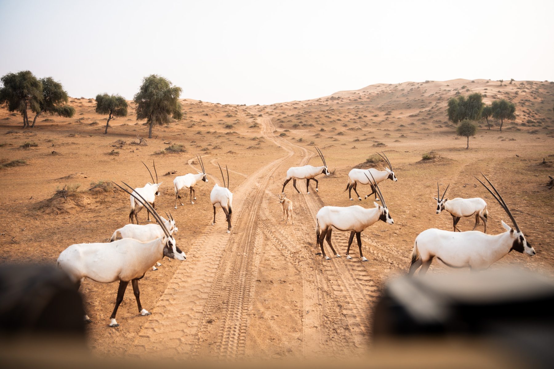 Nature drive in Ras al Khaimah