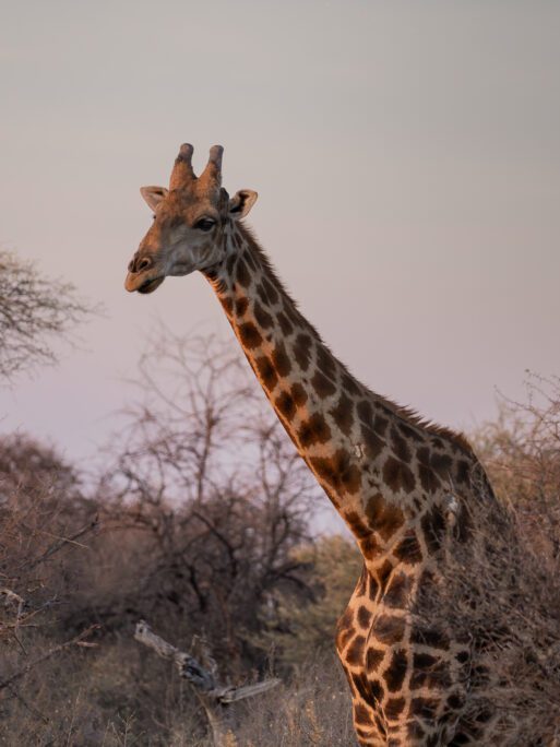 Een giraffe in Namibië.