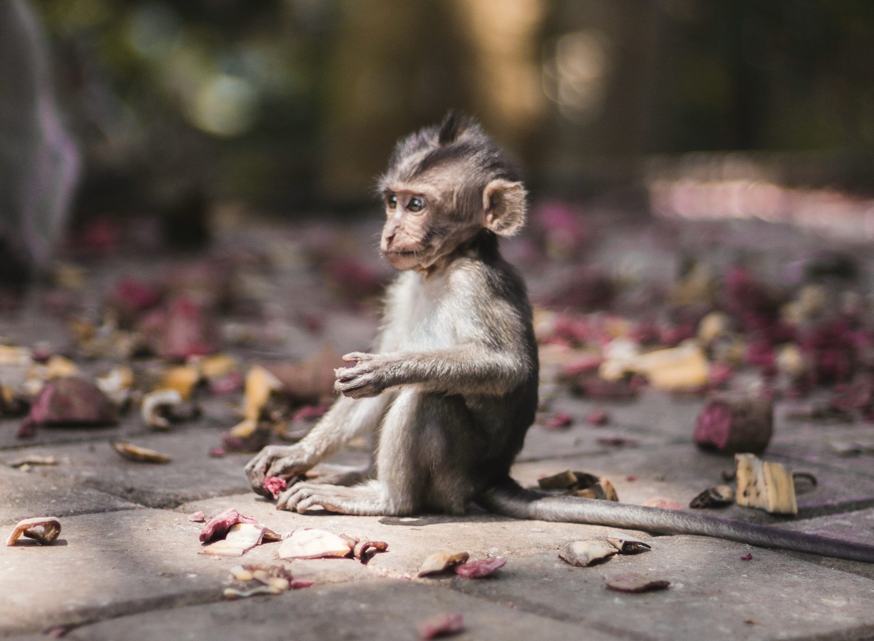 Het Monkey Forrest op Bali.