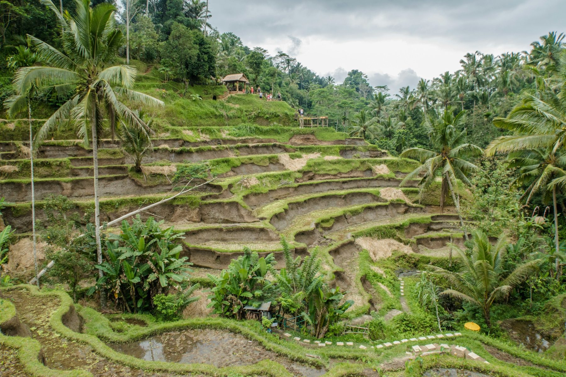 De Tegalalang rijstvelden, één van de mooie plekken op Bali.