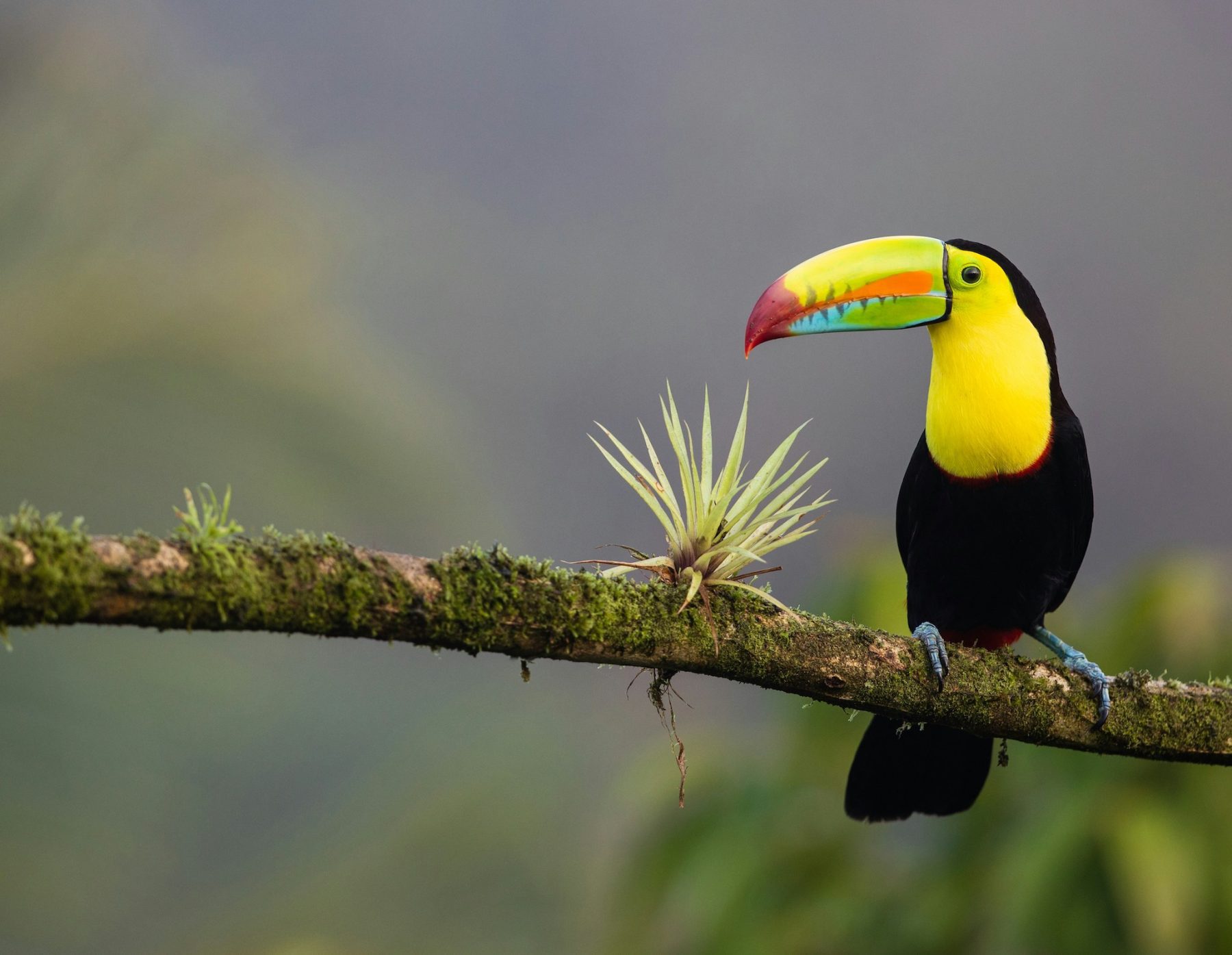 Flora en Fauna in Costa Rica