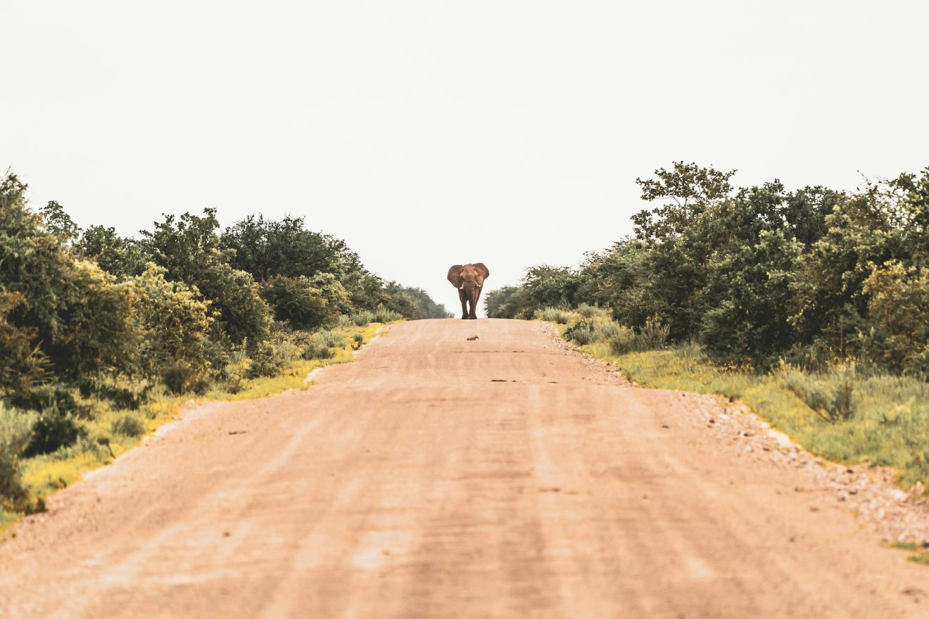olifant op de weg tijdens je roadtrip in Namibië met Namibia Nomads