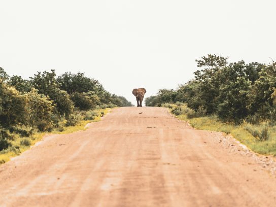 olifant op de weg tijdens je roadtrip in Namibië met Namibia Nomads
