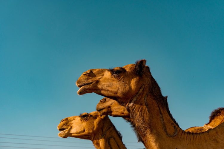 Kamelen in Saoedi-Arabië