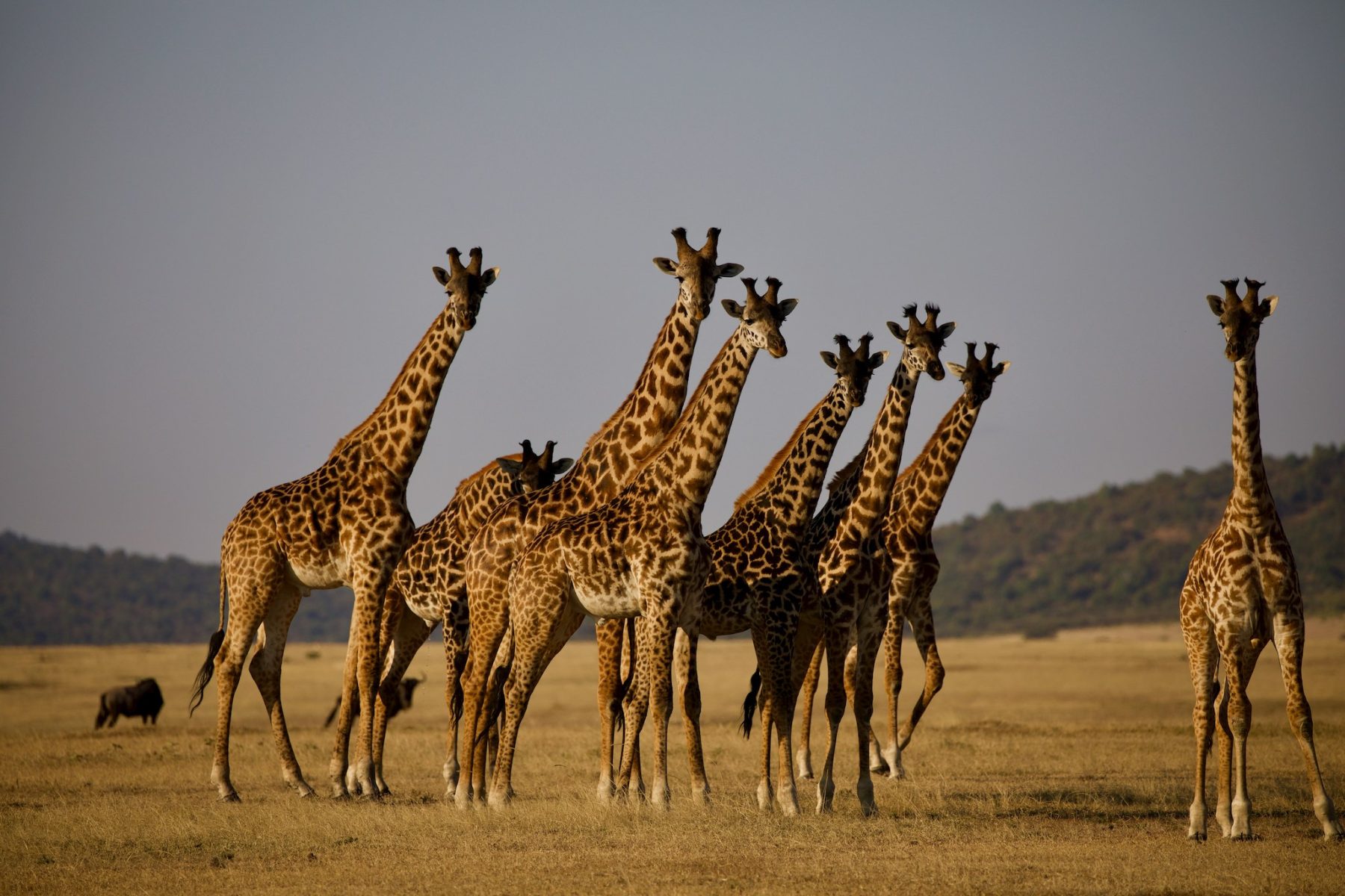 Op safari in Tanzania