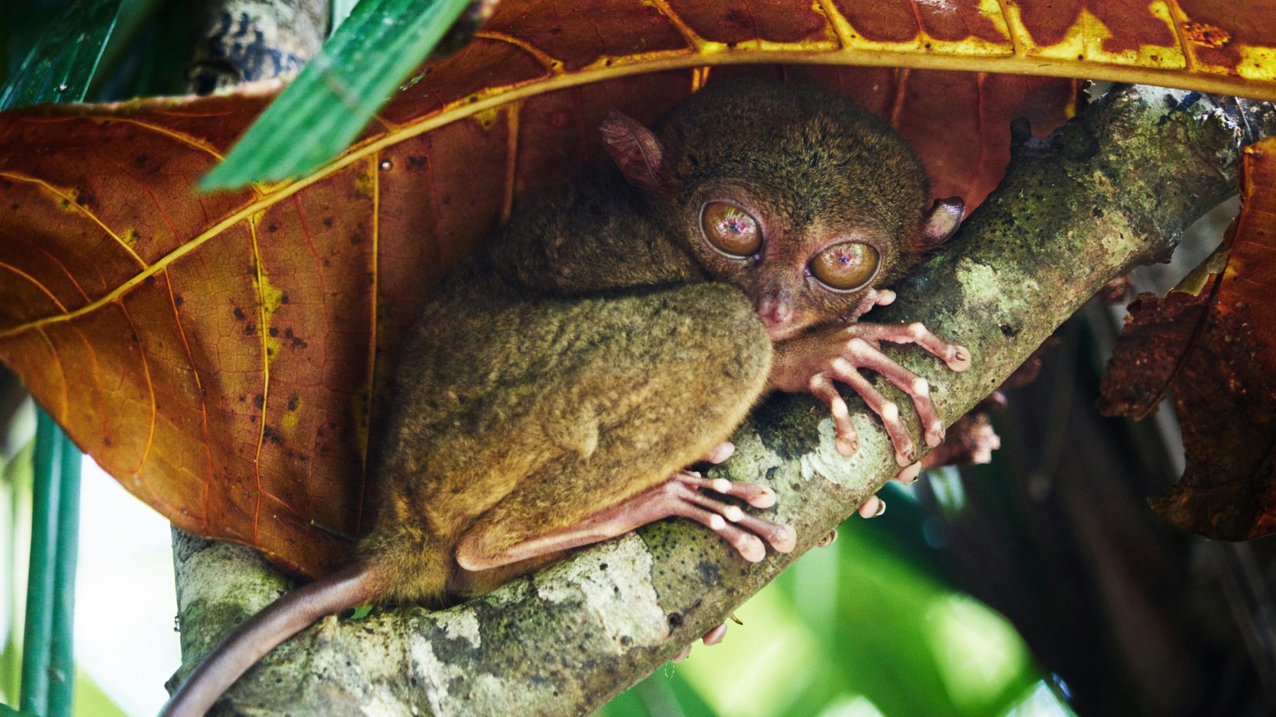 Een Tarsier op een tak.