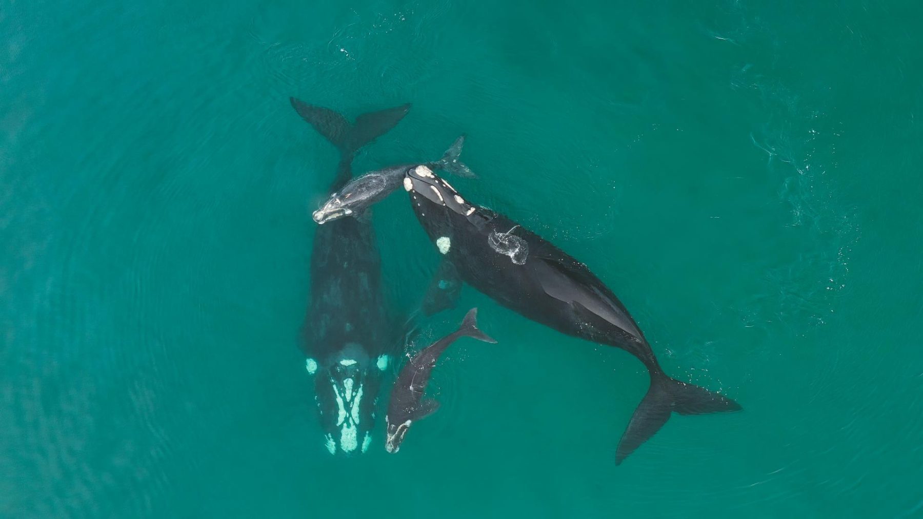 Een beeld uit Planet Earth 3 die de onderwaterwereld van de aarde in beeld brengt.