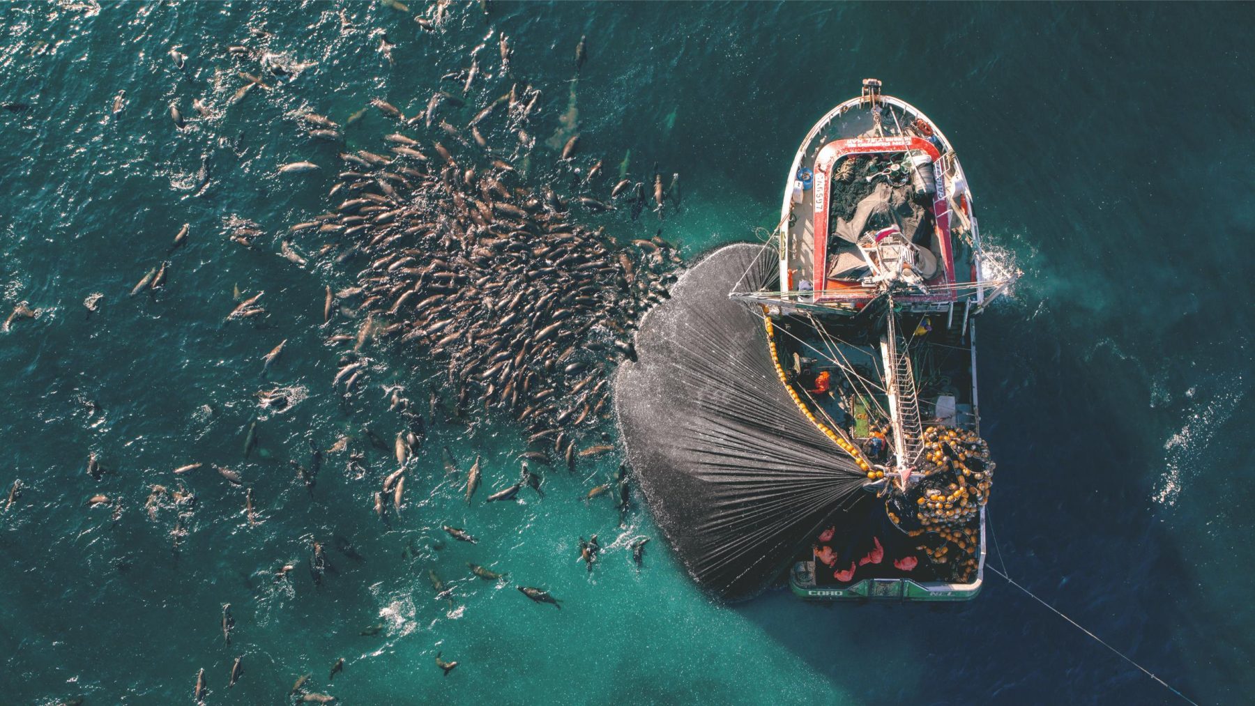 Een beeld uit Planet Earth 3 waarop een bot naast een grote groep zeedieren midden in het water te zien is.