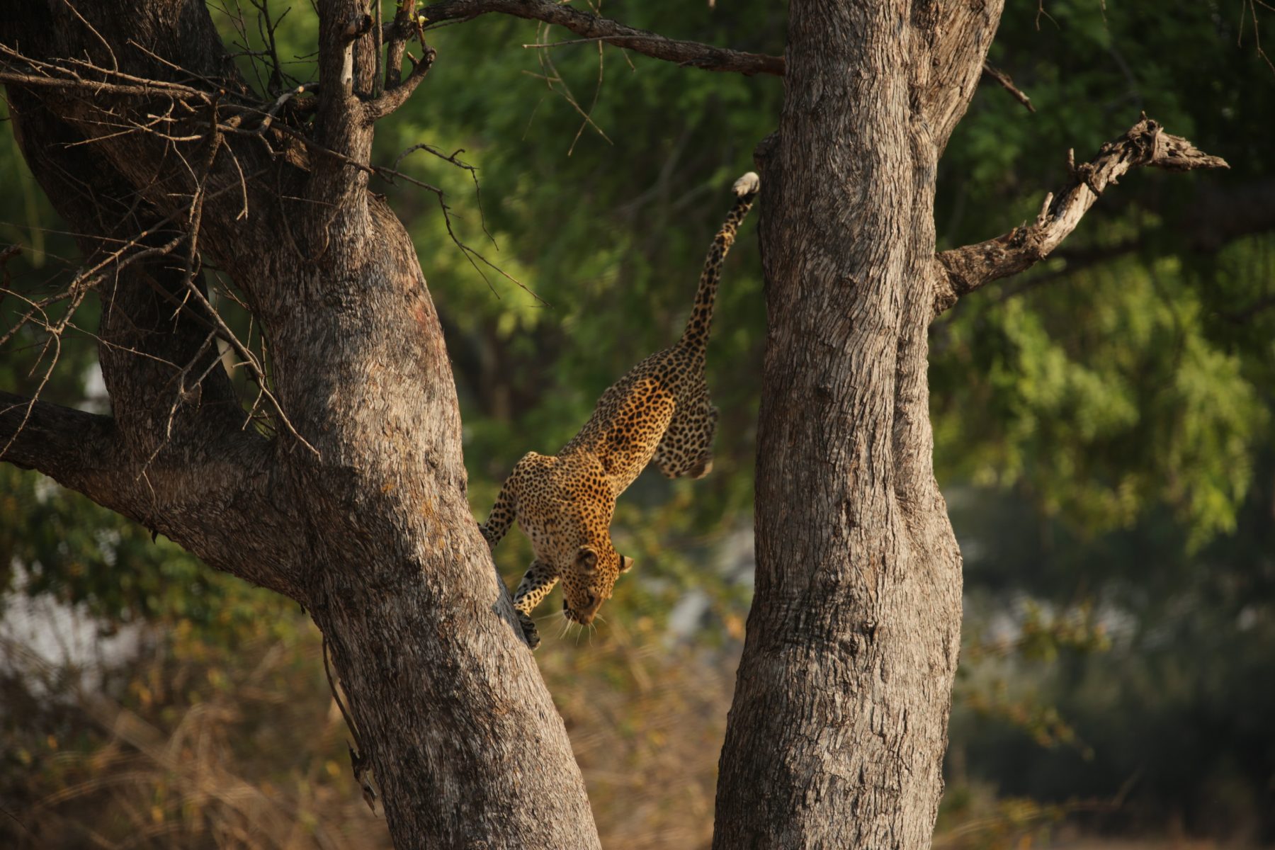 Een luipaard springt uit een boom in Zuid-Afrika. Een van de weinige speciale luipaarden die meer dan 9 meter naar de toppen van bomen klimmen om op prooien te jagen. Het is een riskante strategie waarbij één verkeerde beweging tot hun eigen ondergang kan leiden.