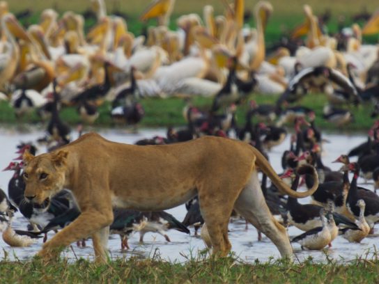 Een beeld uit Planet Earth 3 die het wildspektakel van Zakouma National Park in Tsjaad laat zien. Het aantal en de diversiteit van de dieren die hier te zien zijn, zijn vrijwel ongeëvenaard.