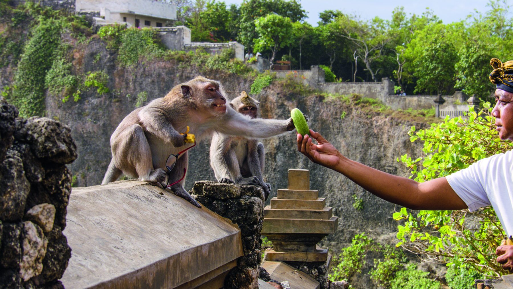 Een langstaartmakaak ontvangt voedsel van een van de tempelmedewerkers in Uluwatu tempt. Dit is een poging om voedsel te ruilen voor een voorwerp dat de makaak heeft gestolen van een toerist in Bali, Indonesië.