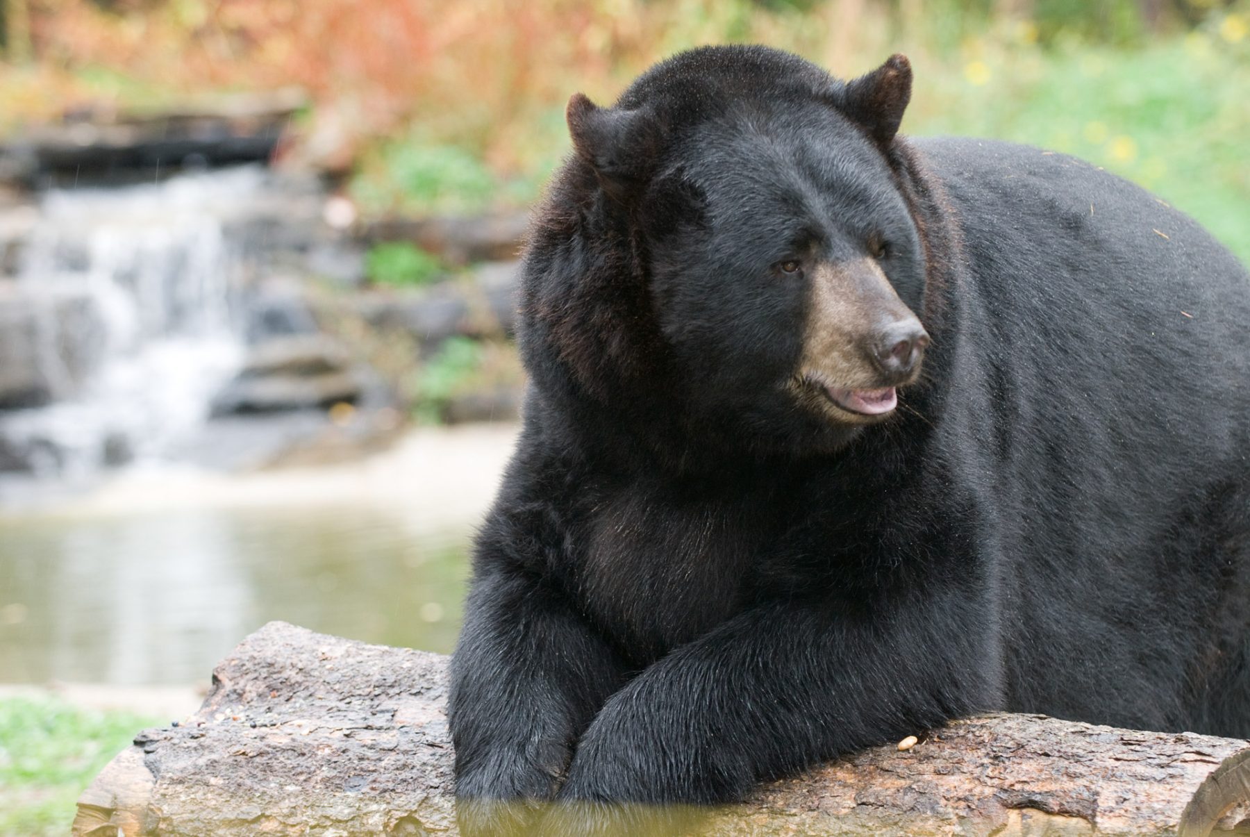 Minnesota International Bear Center in Ely