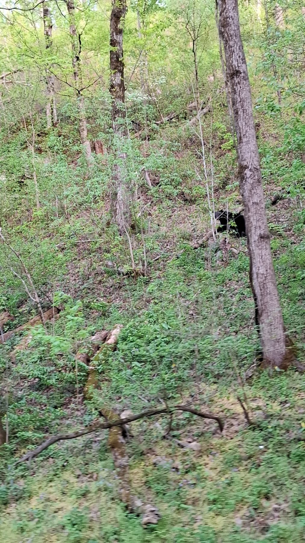 Beer in Smoky Mountains