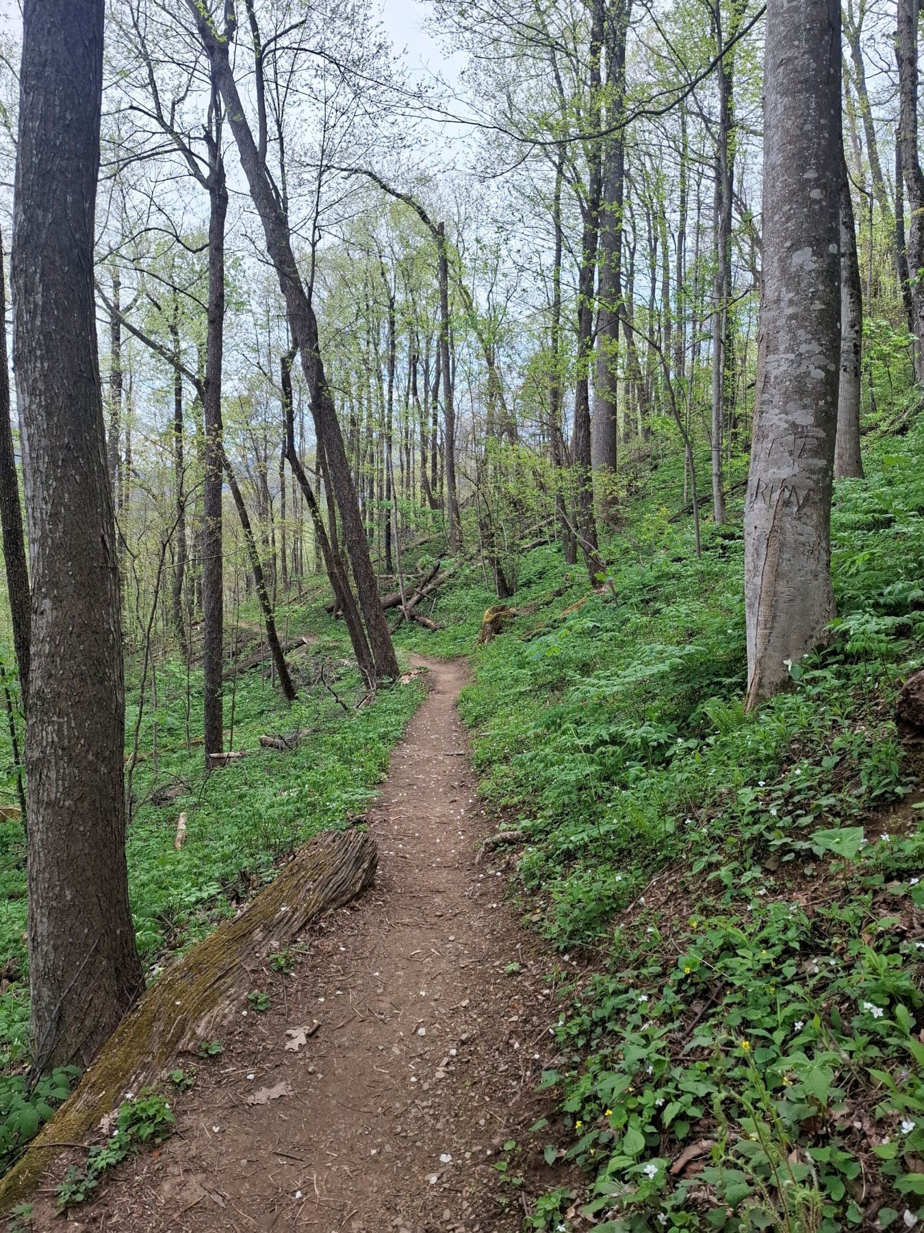Trillium Gap Trail