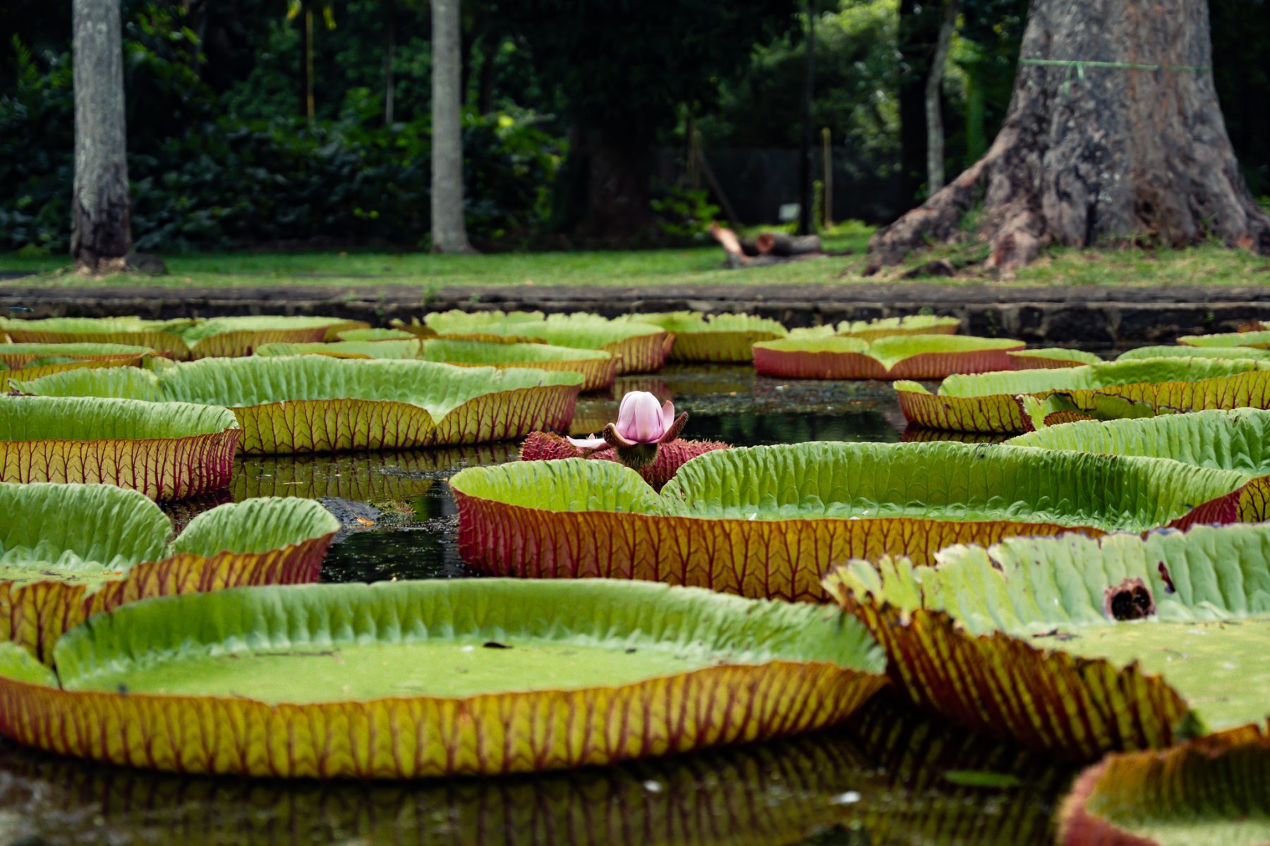 de bekende waterlelies in de botanische tuin op Mauritius