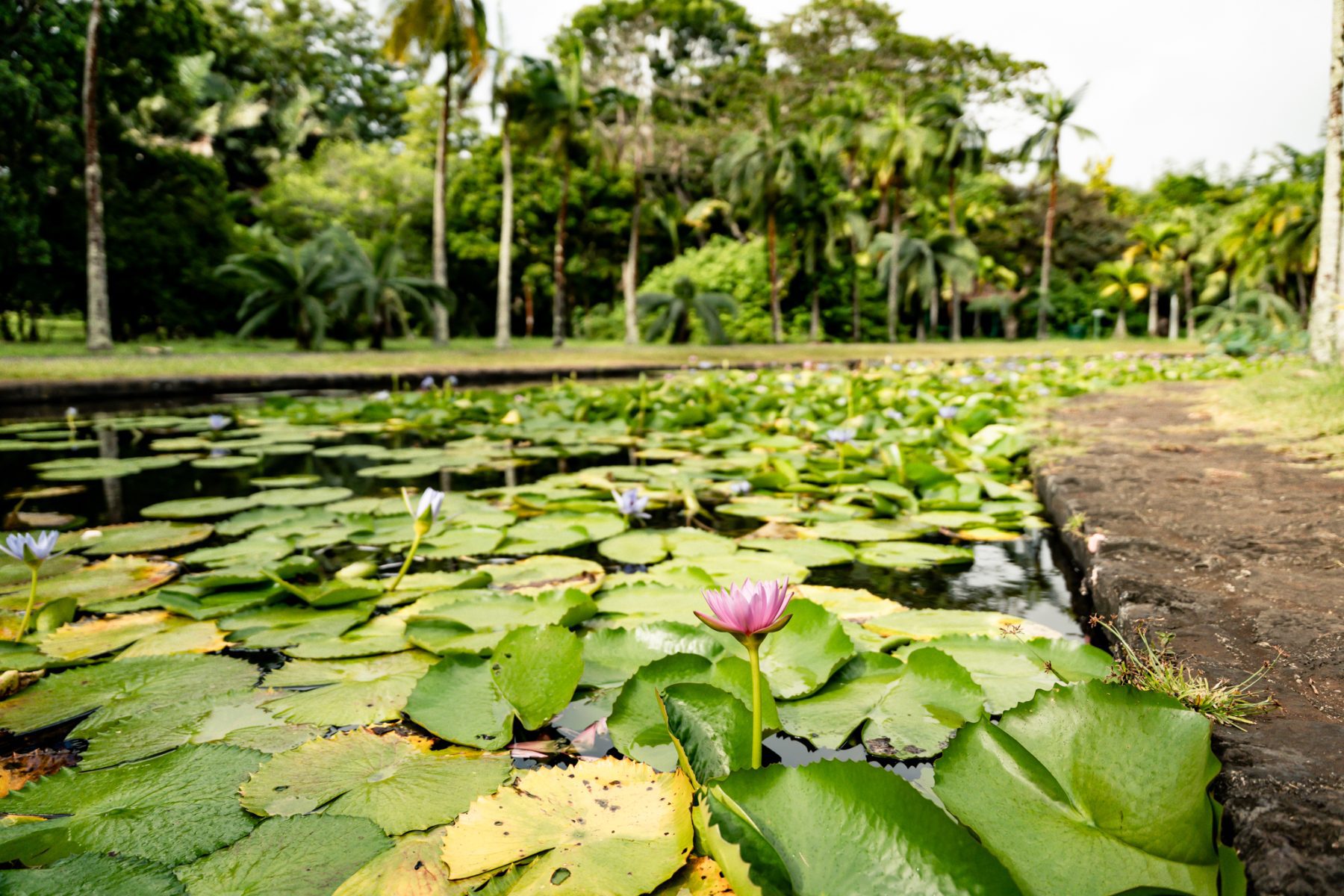 Mauritius wat te doen: bezoek de botanische tuinen