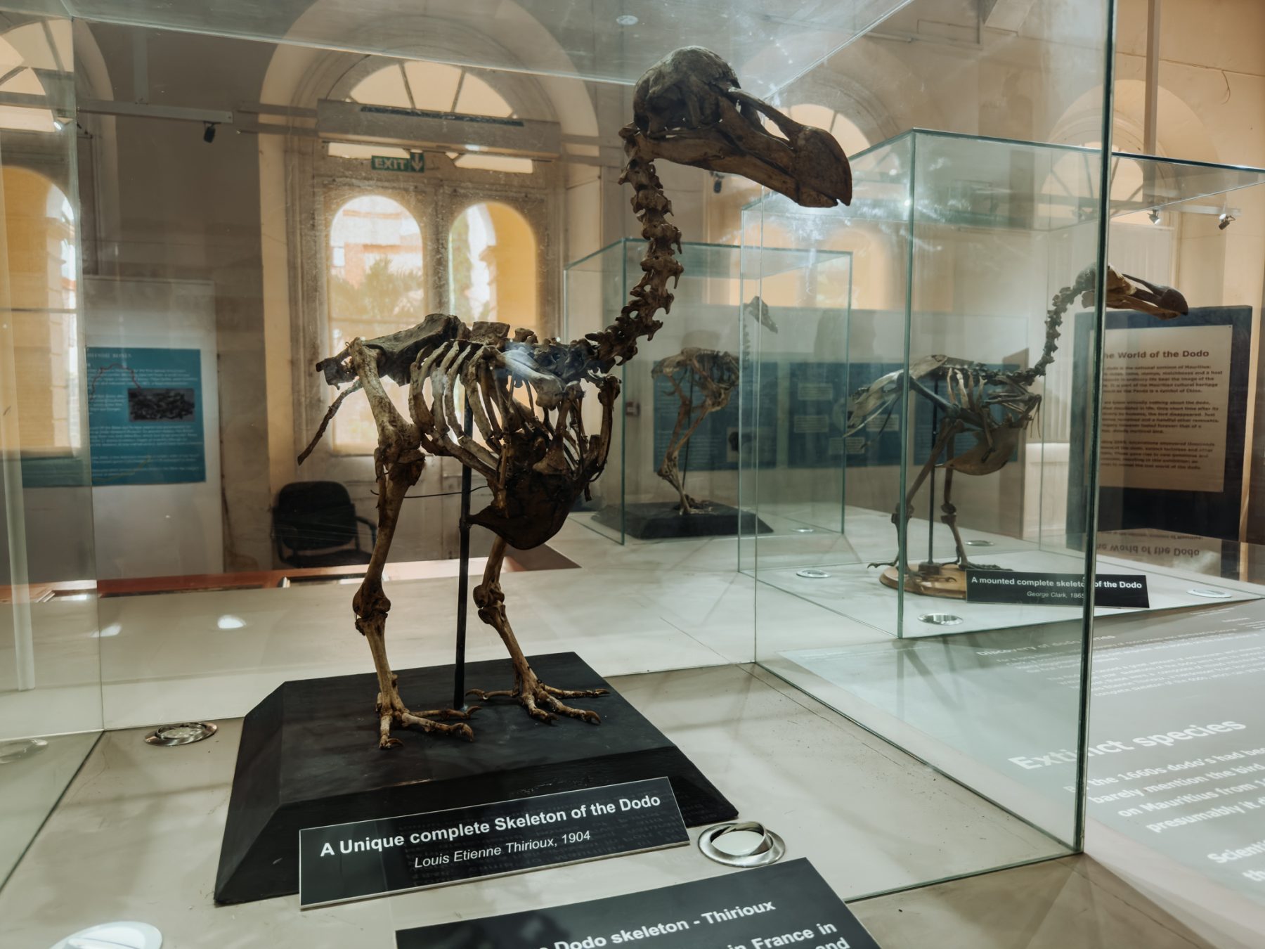 Wat te doen op Mauritius: een bezoek aan het Dodo-museum kan natuurlijk niet ontbreken