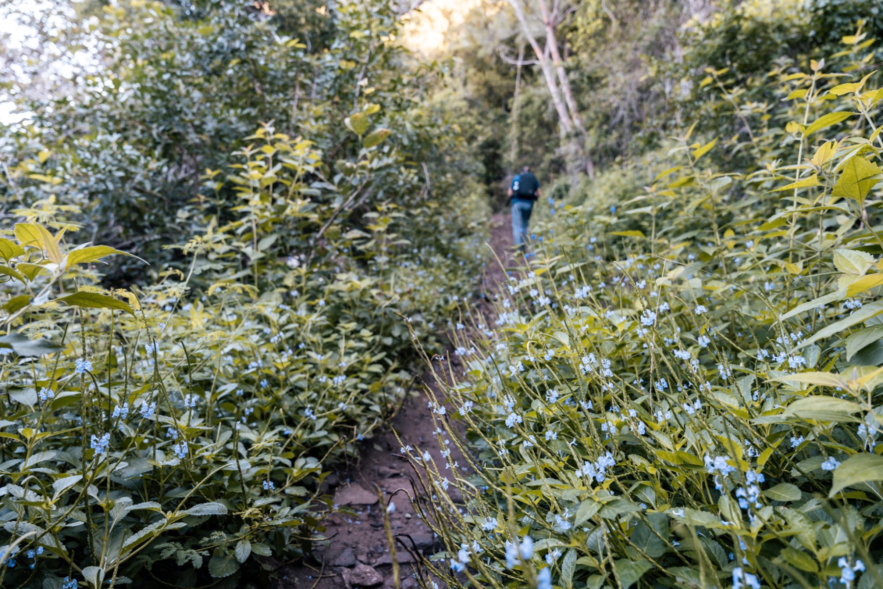 Le Morne Brabant hike Mauritius
