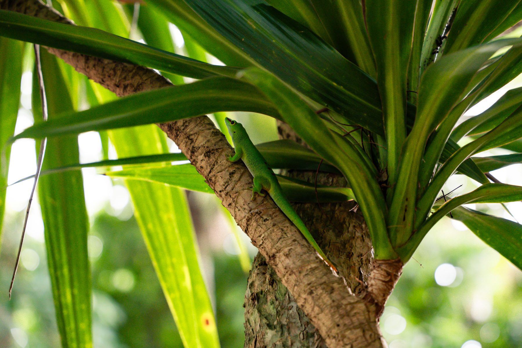 flora en fauna in de botanische tuinen op Mauritius