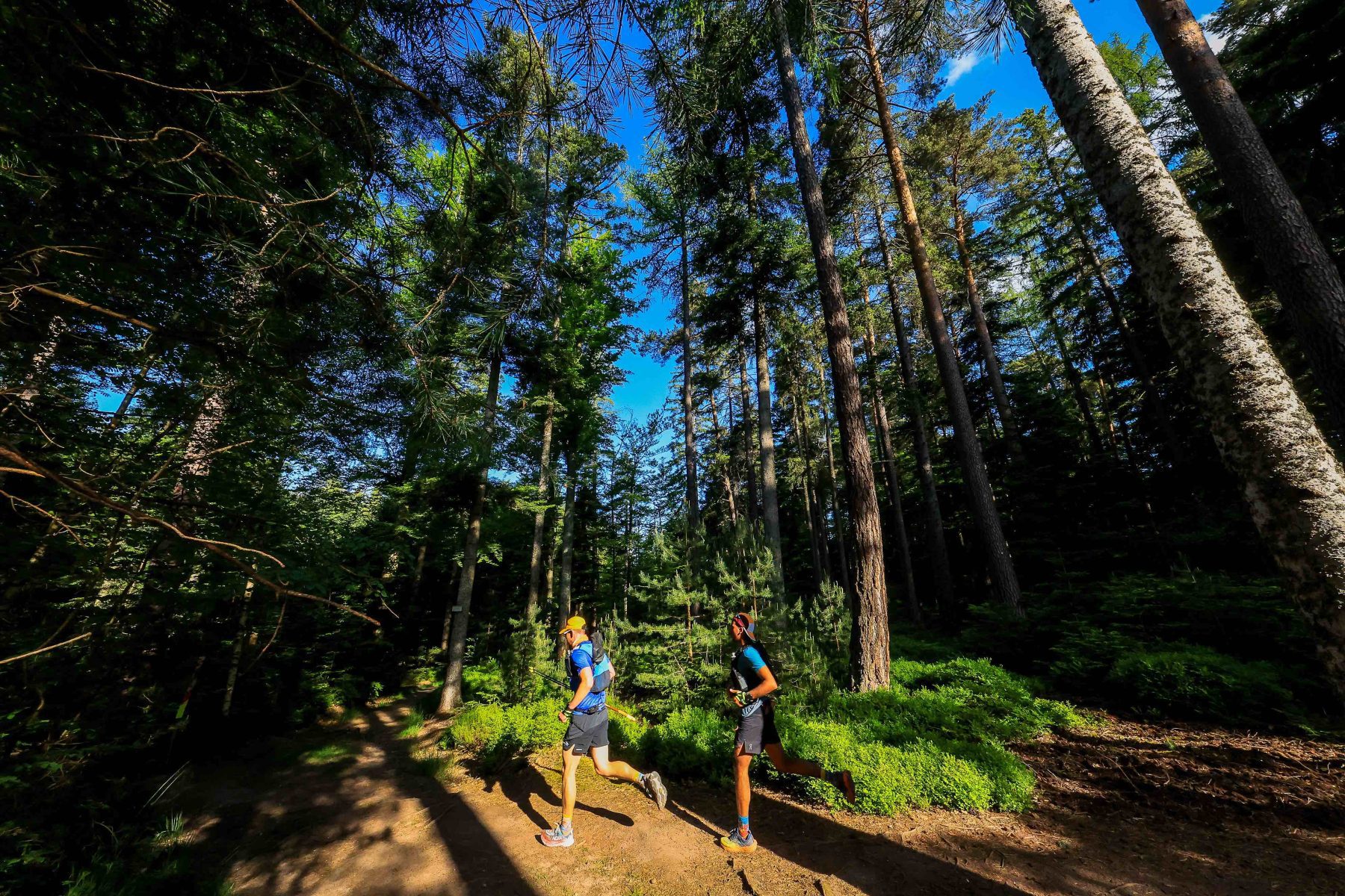 Duo in bos trailrunnen in Elzas