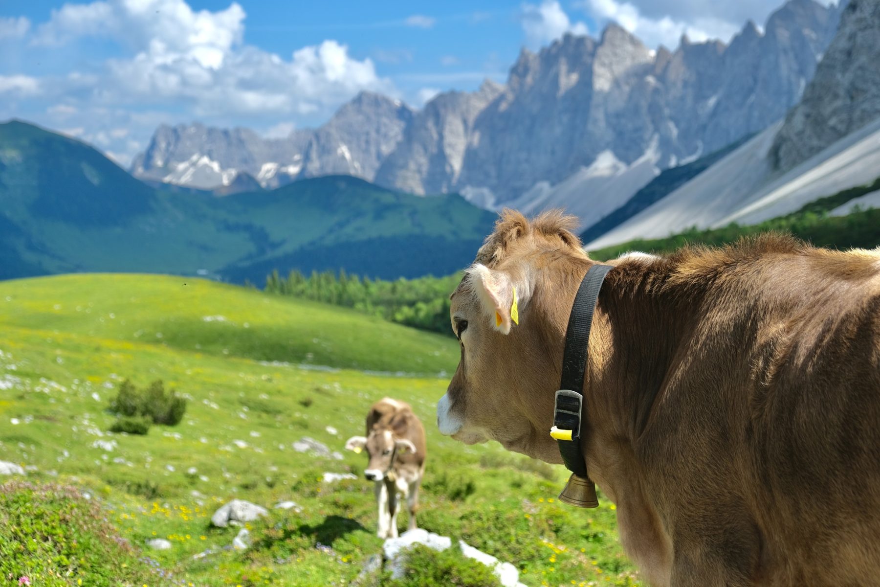 Wandelen over de prachtige Adlerweg door het Karwendel