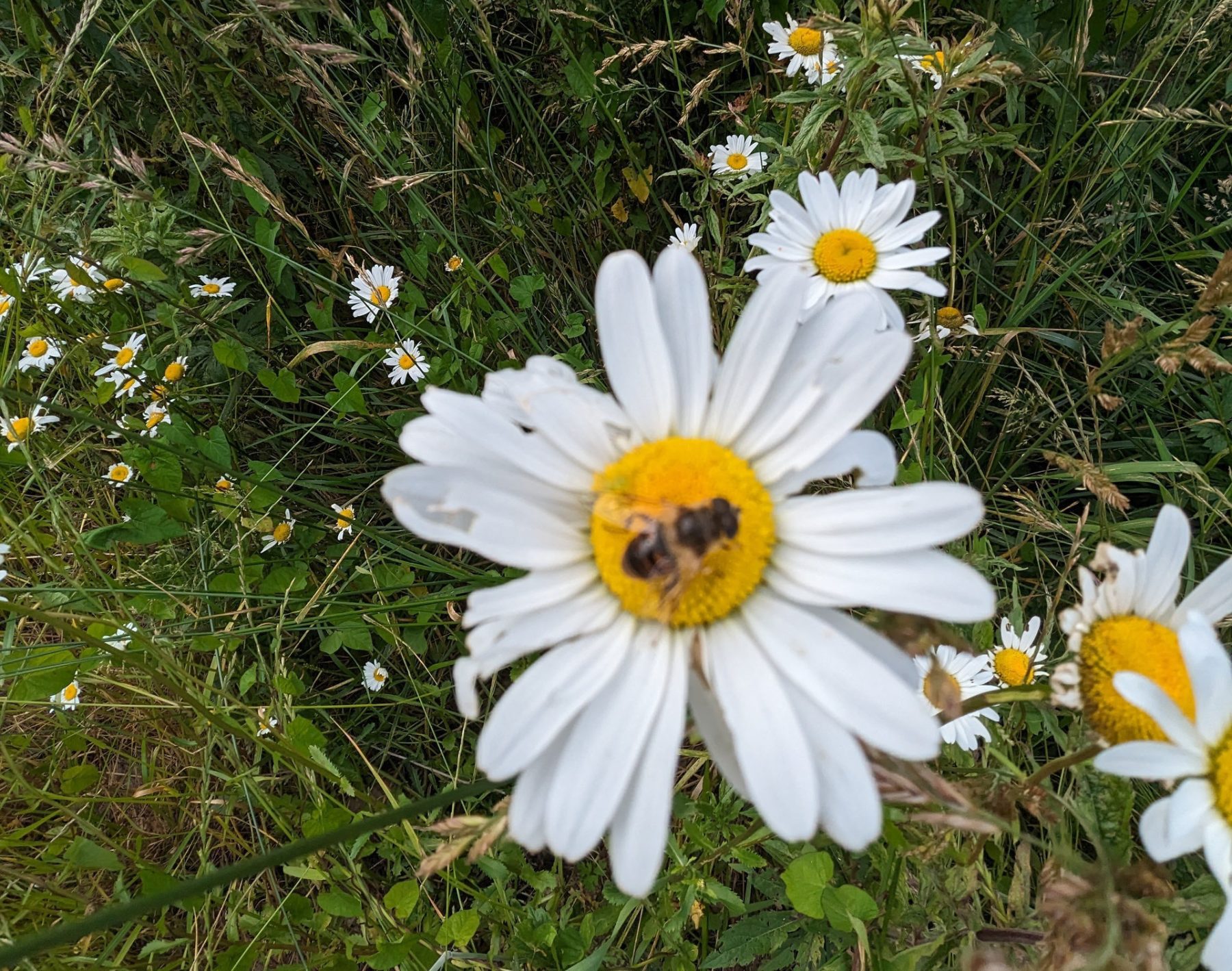 Wandelen in de Franse Ardennen