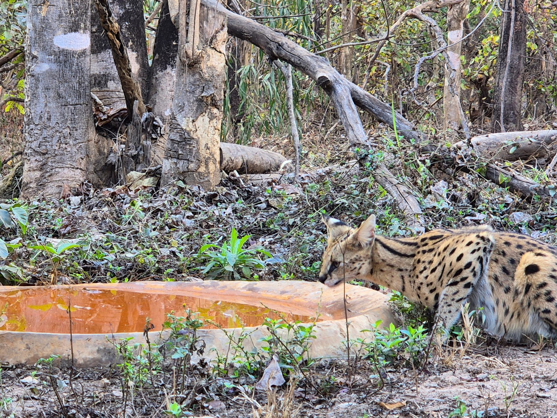 Een serval in het Lilongwe Wildlife Centre in Malawi.