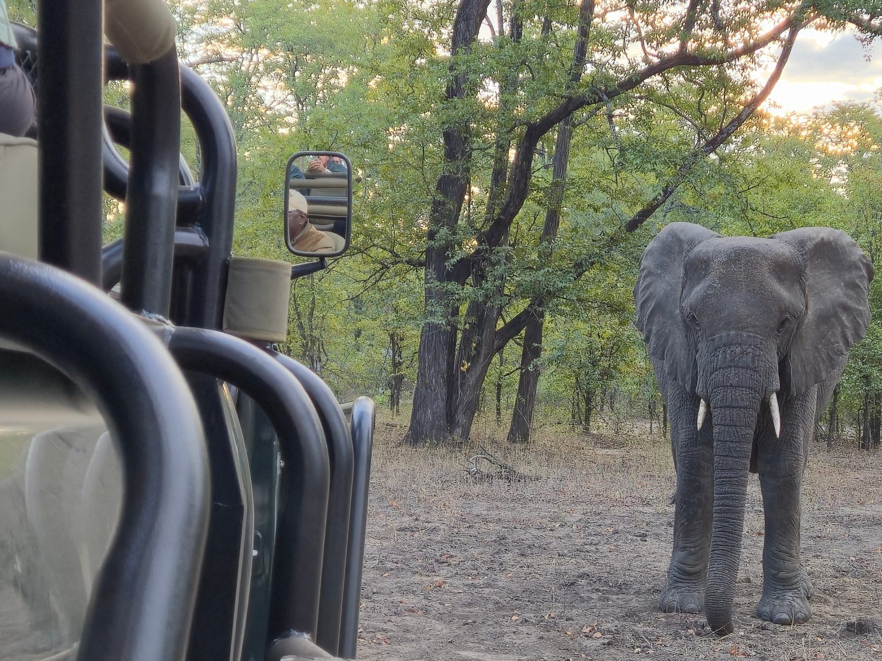 Spot olifanten van dichtbij in Liwonde National Park in Malawi.