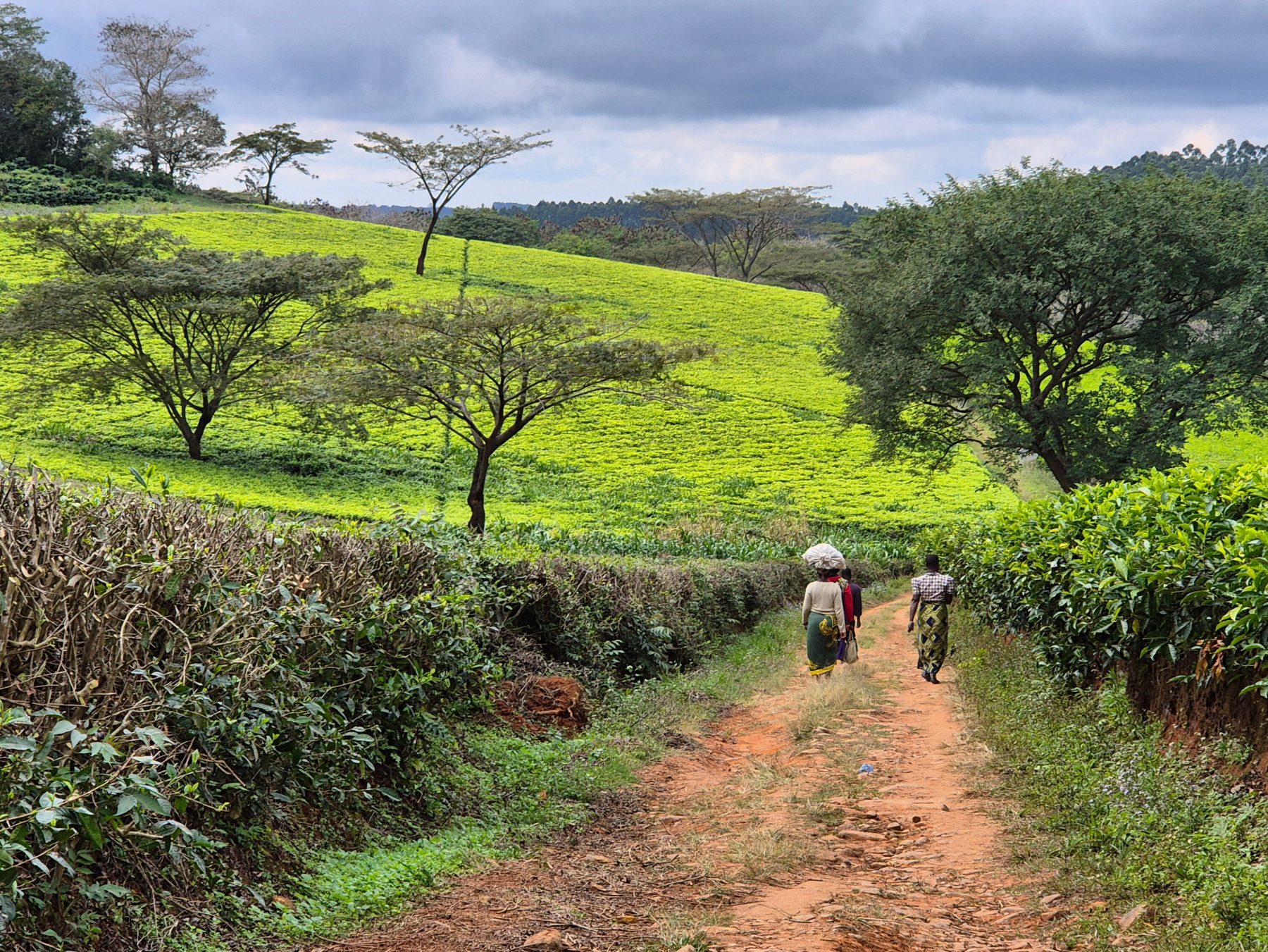De Satemwa Tea Estate in Malawi