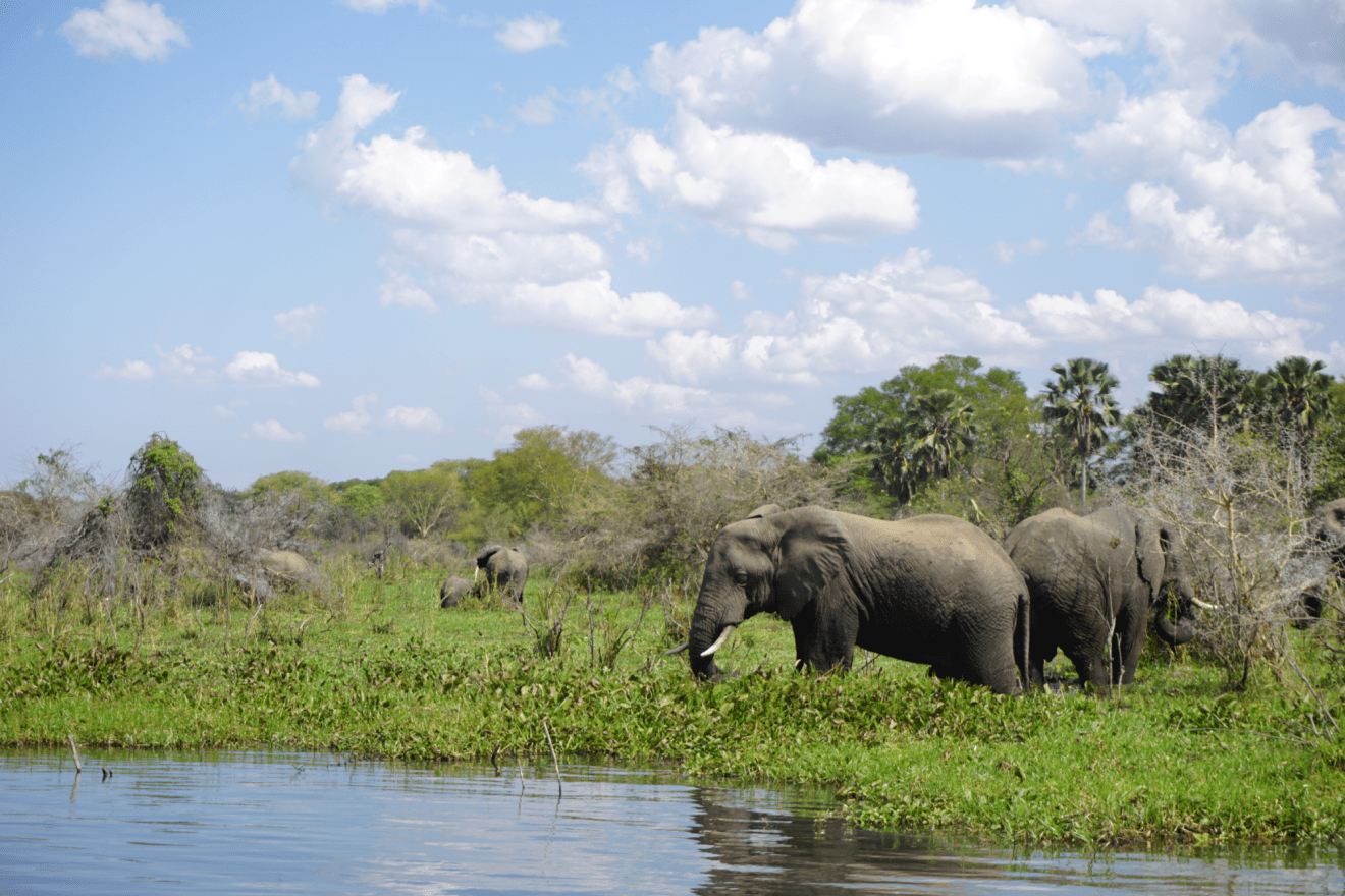 Ga op safari op zoek naar de Big Five in Malawi