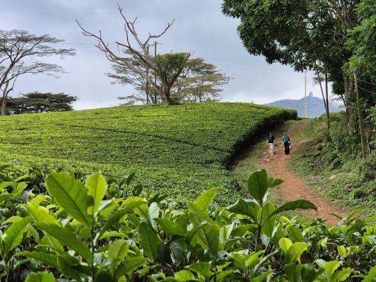 Ontdek de hightlights van Malawi