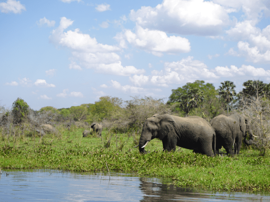 Ga op safari op zoek naar de Big Five in Malawi