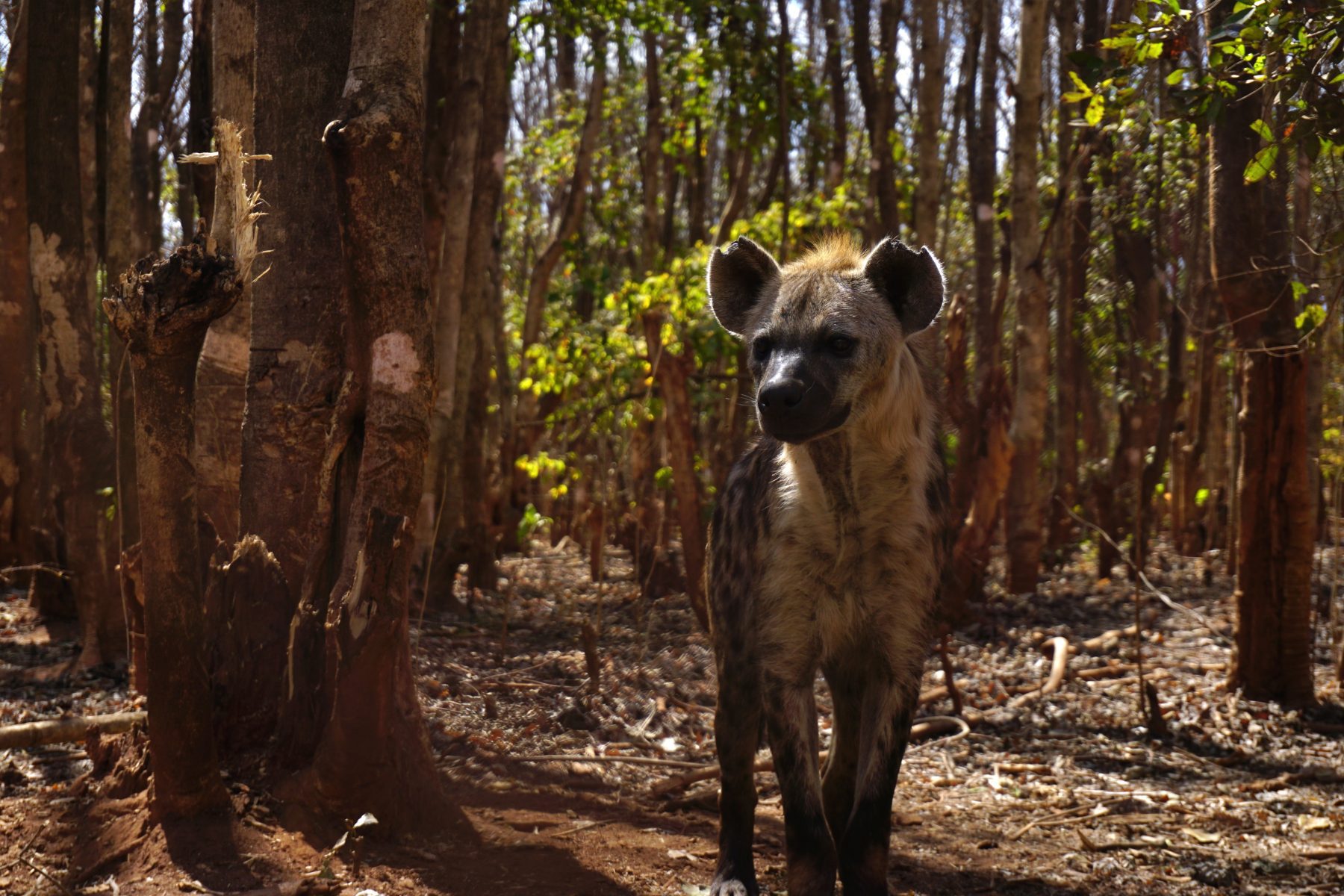 Een hyena in het Lilongwe Wildlife Centre in Malawi.