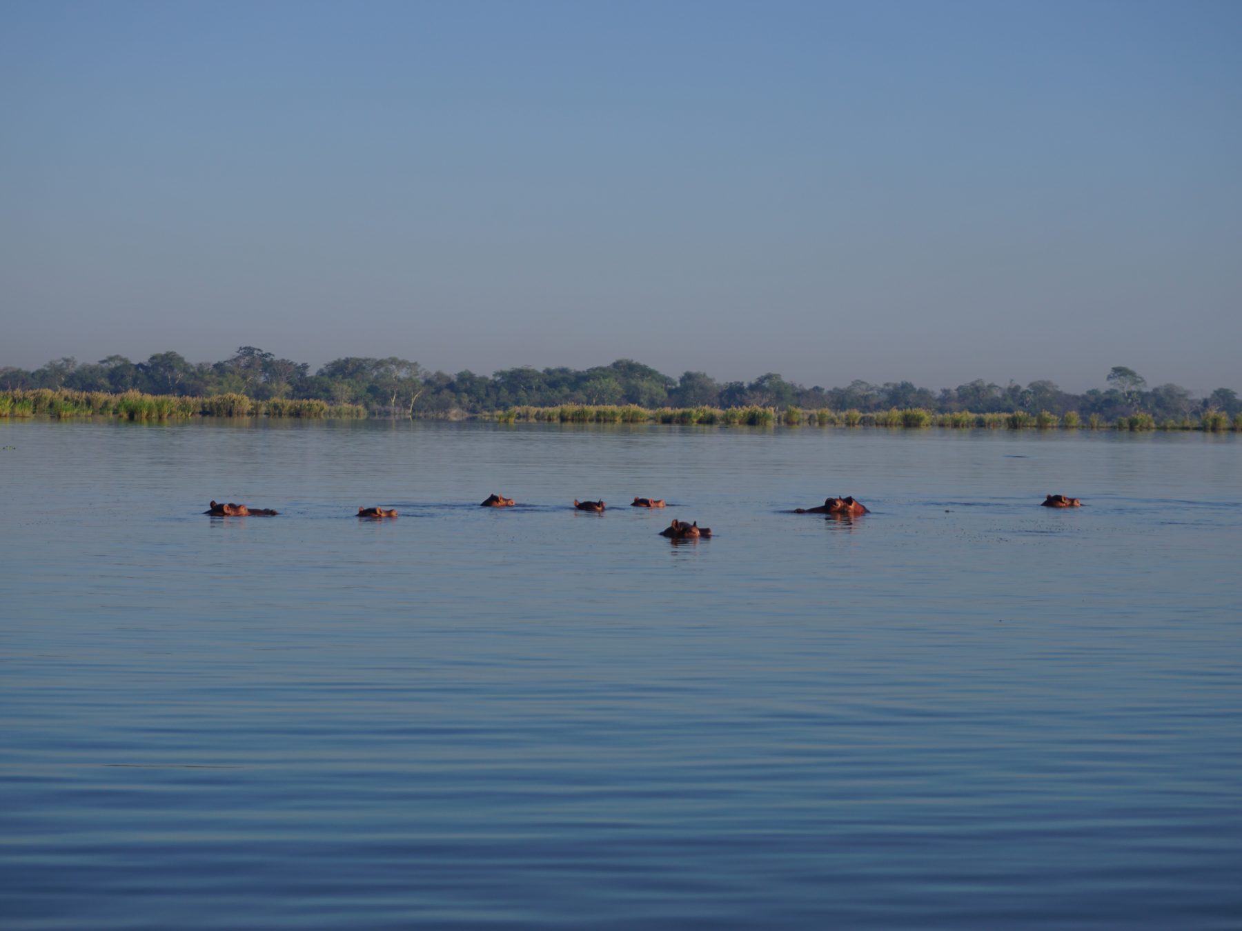 Nijlpaarden spotten tijdens een bootsafari in Liwonde National Park in Malawi